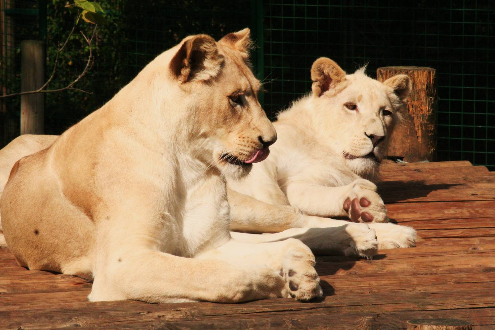South African White Lions (Panthera leo krugeri)
