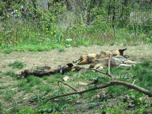 South African Wild Dog