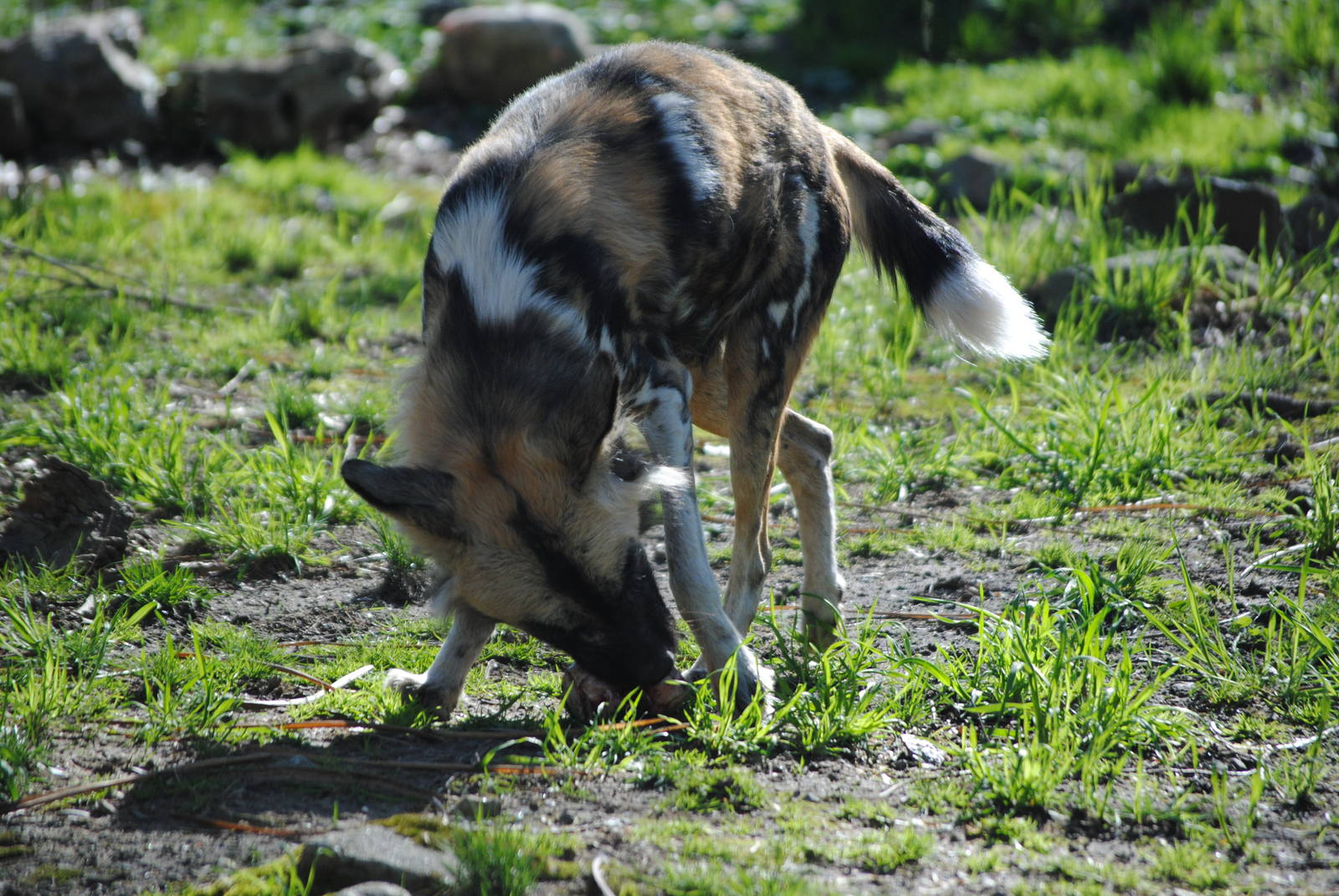 South African Wild Dog