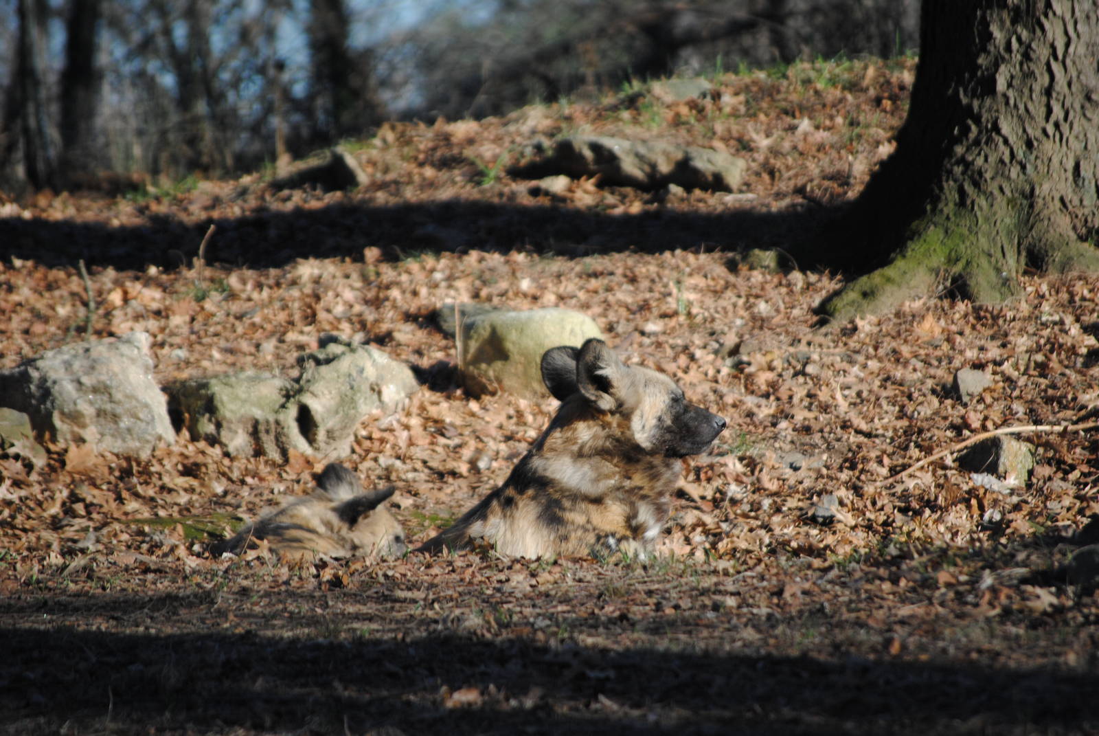 South African Wild Dogs