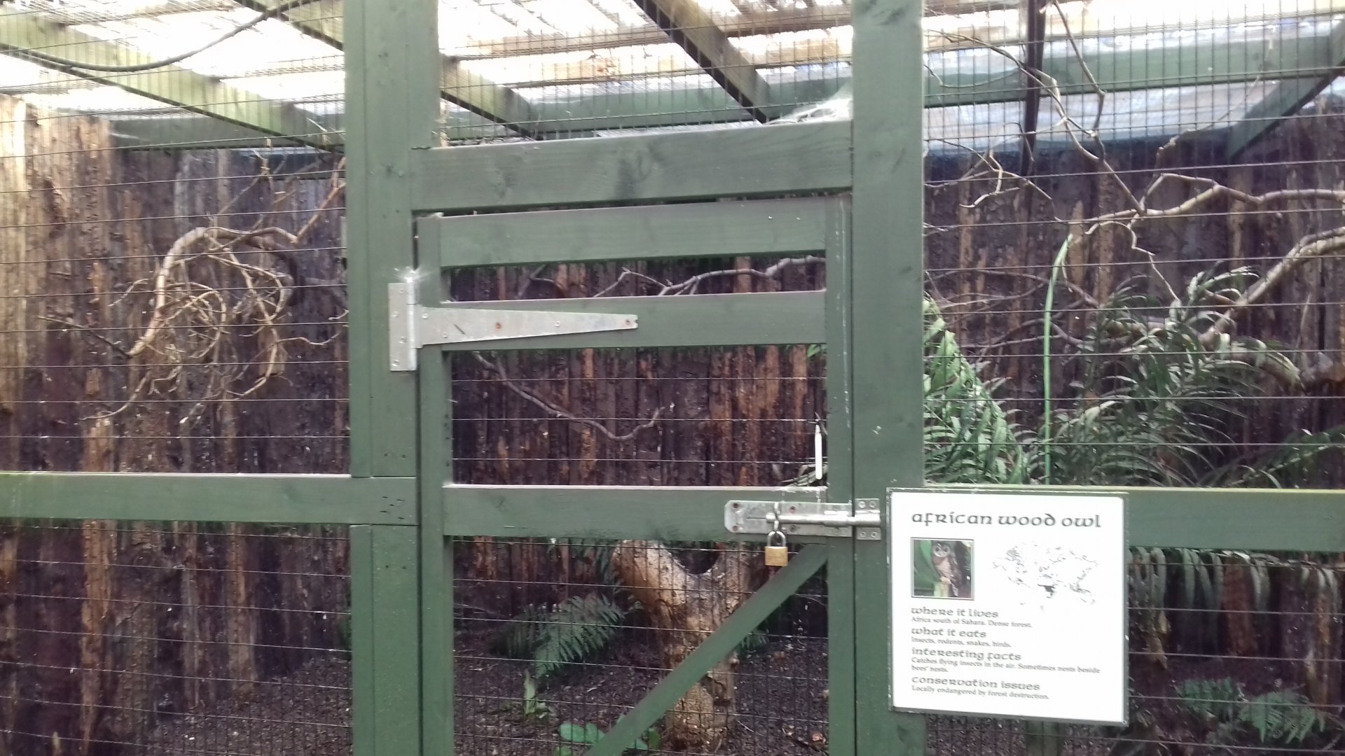 South African wood owl (Strix woodfordii woodfordii) enclosure