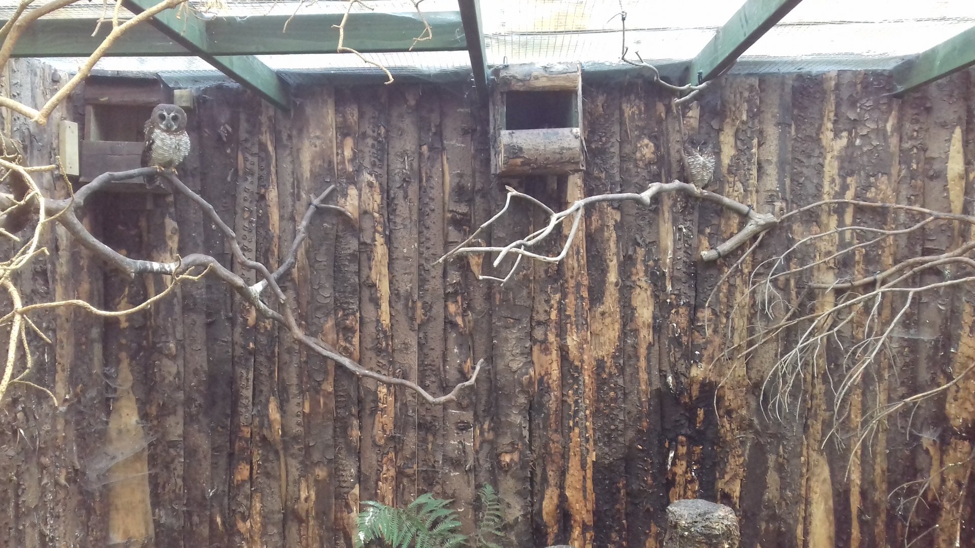 South African wood owl (Strix woodfordii woodfordii) in Tropical Owl House