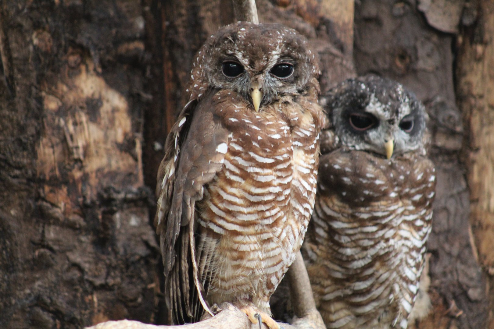 South African Wood-Owls