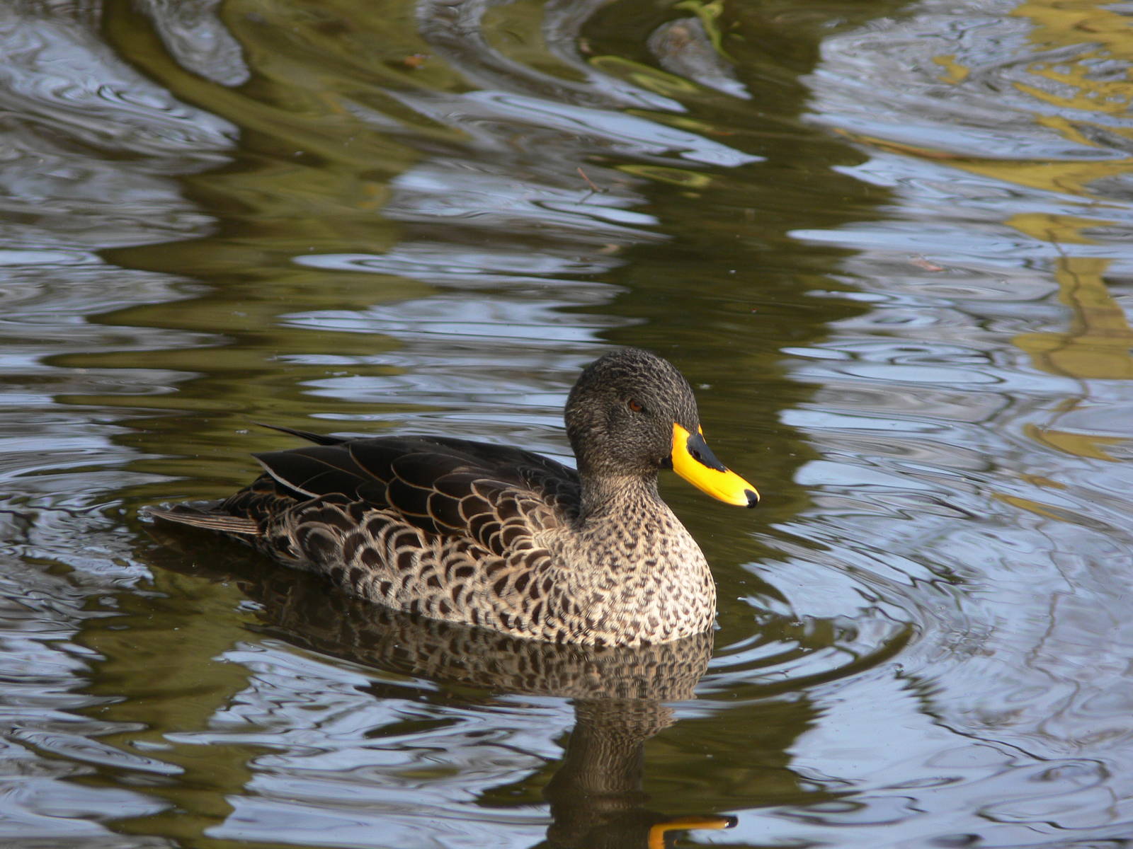 South African Yellow-Billed Duck at Martin Mere 08/12/12