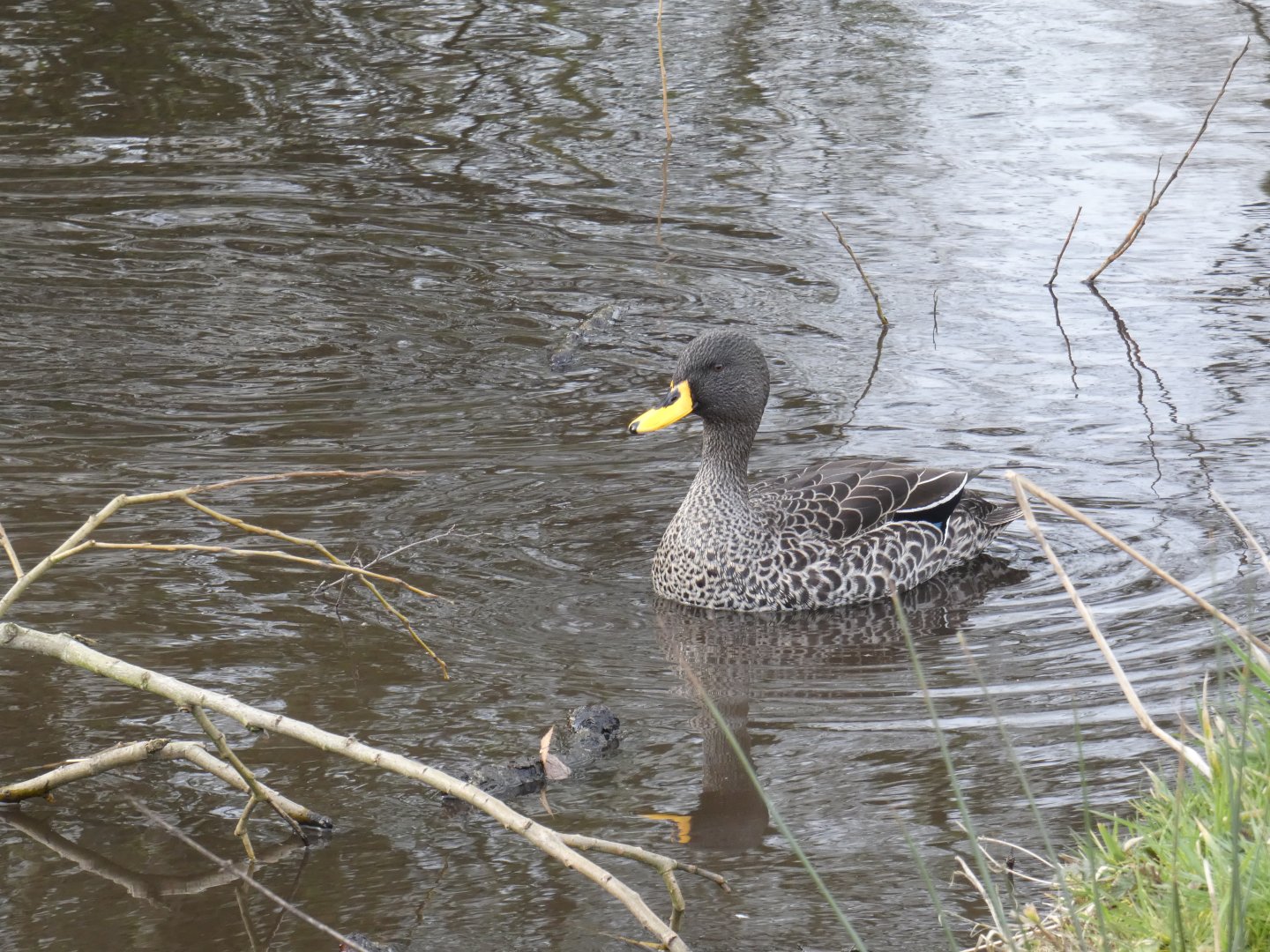 South African yellow-billed duck
