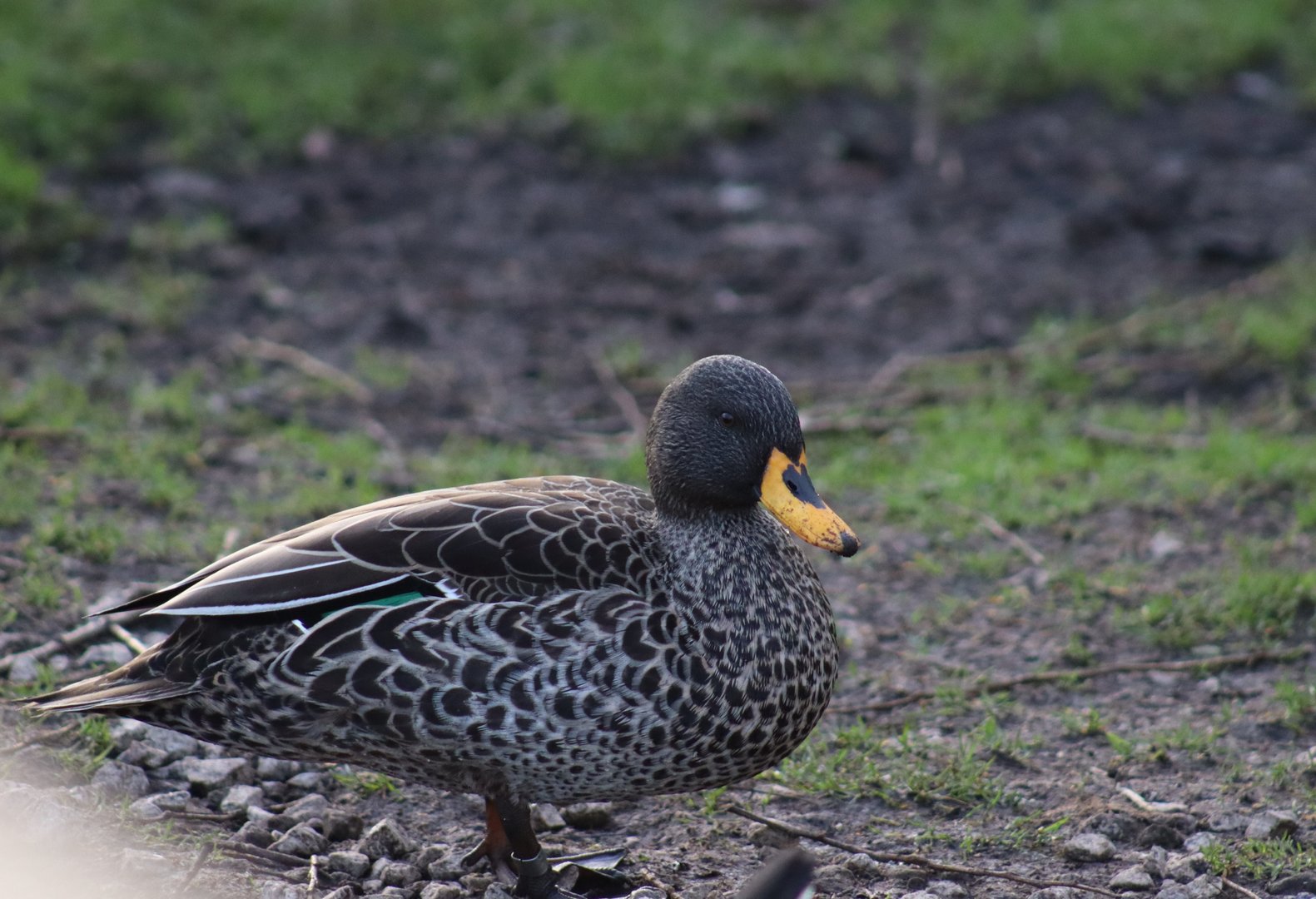 South African Yellow-billed Duck