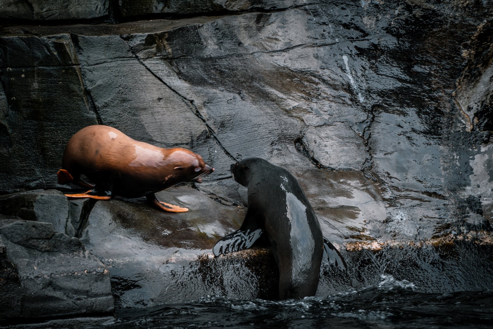 South Amercian Fur Seal playing