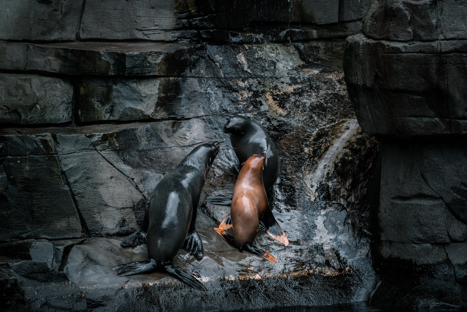South Amercian Fur Seals
