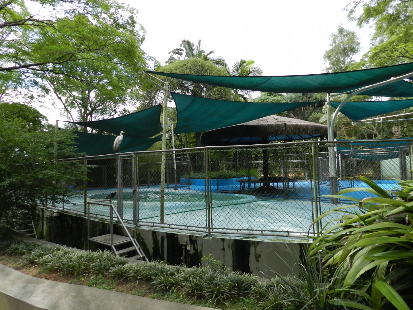 South-amercian sea lion exhibit - Zoo São Paulo