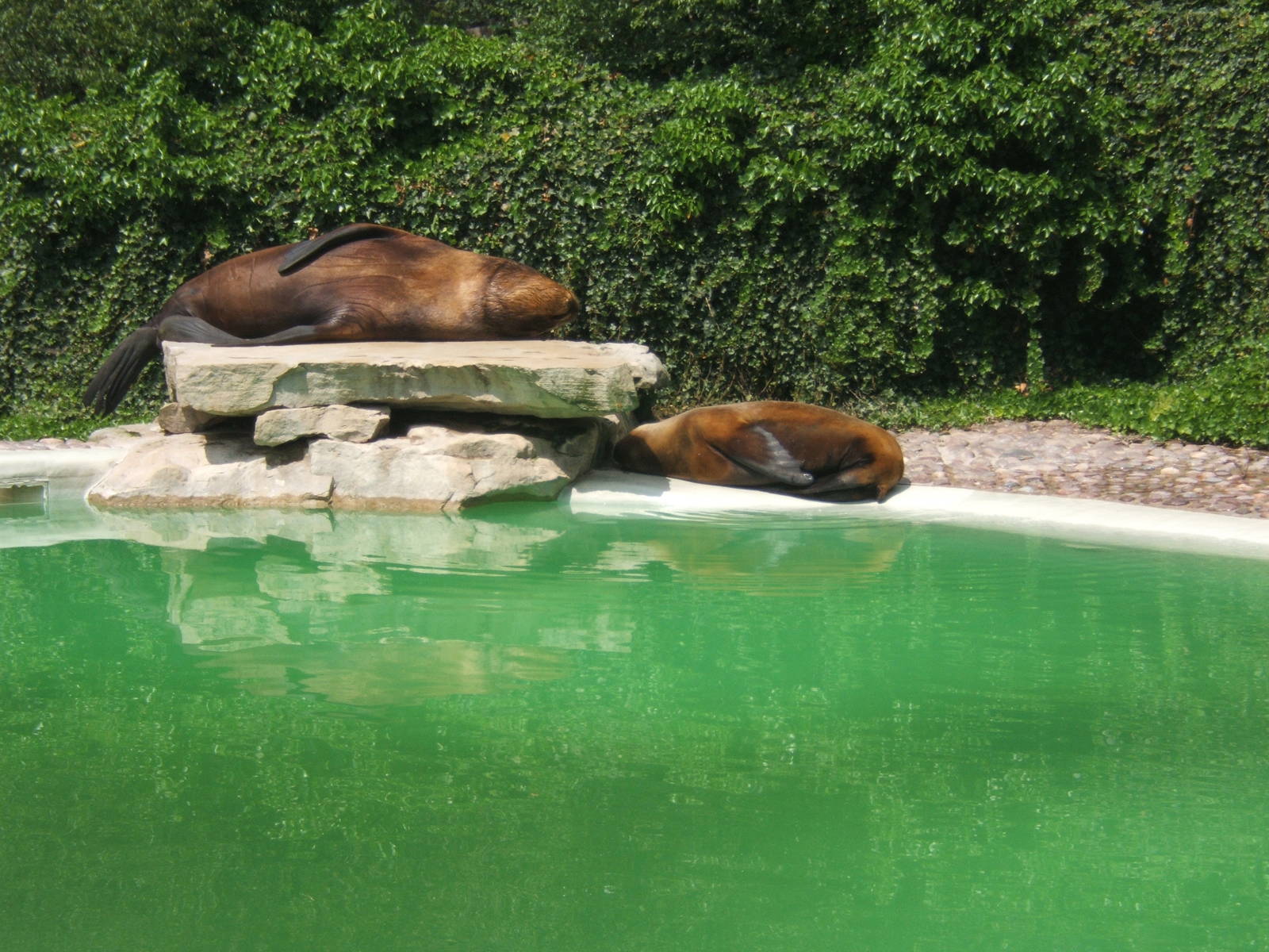 South Amerian Sealion