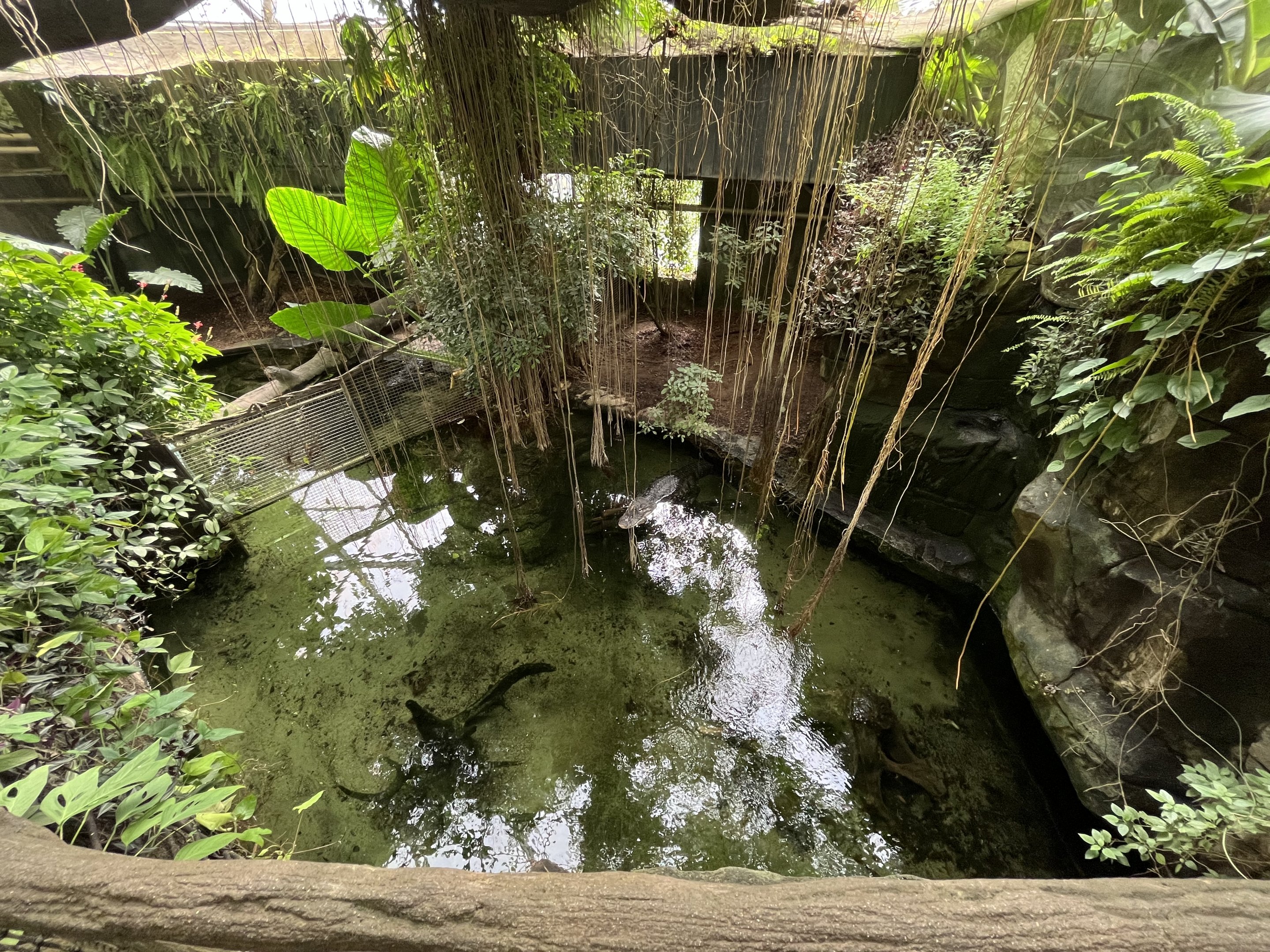 South America - Alligator Overlook