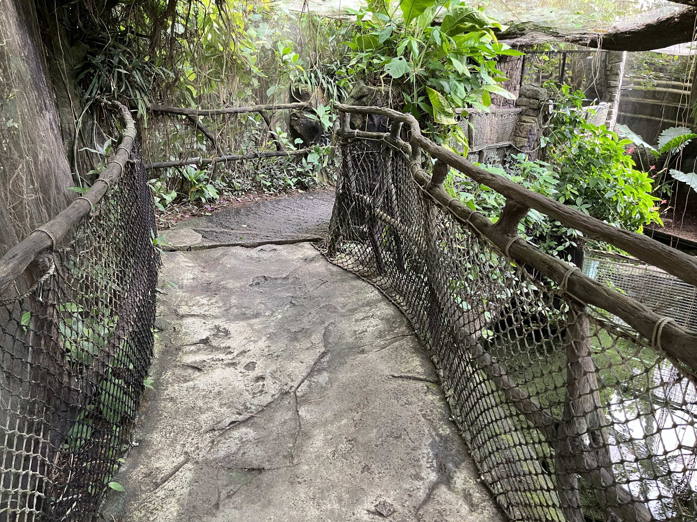 South America - Alligator Overlook