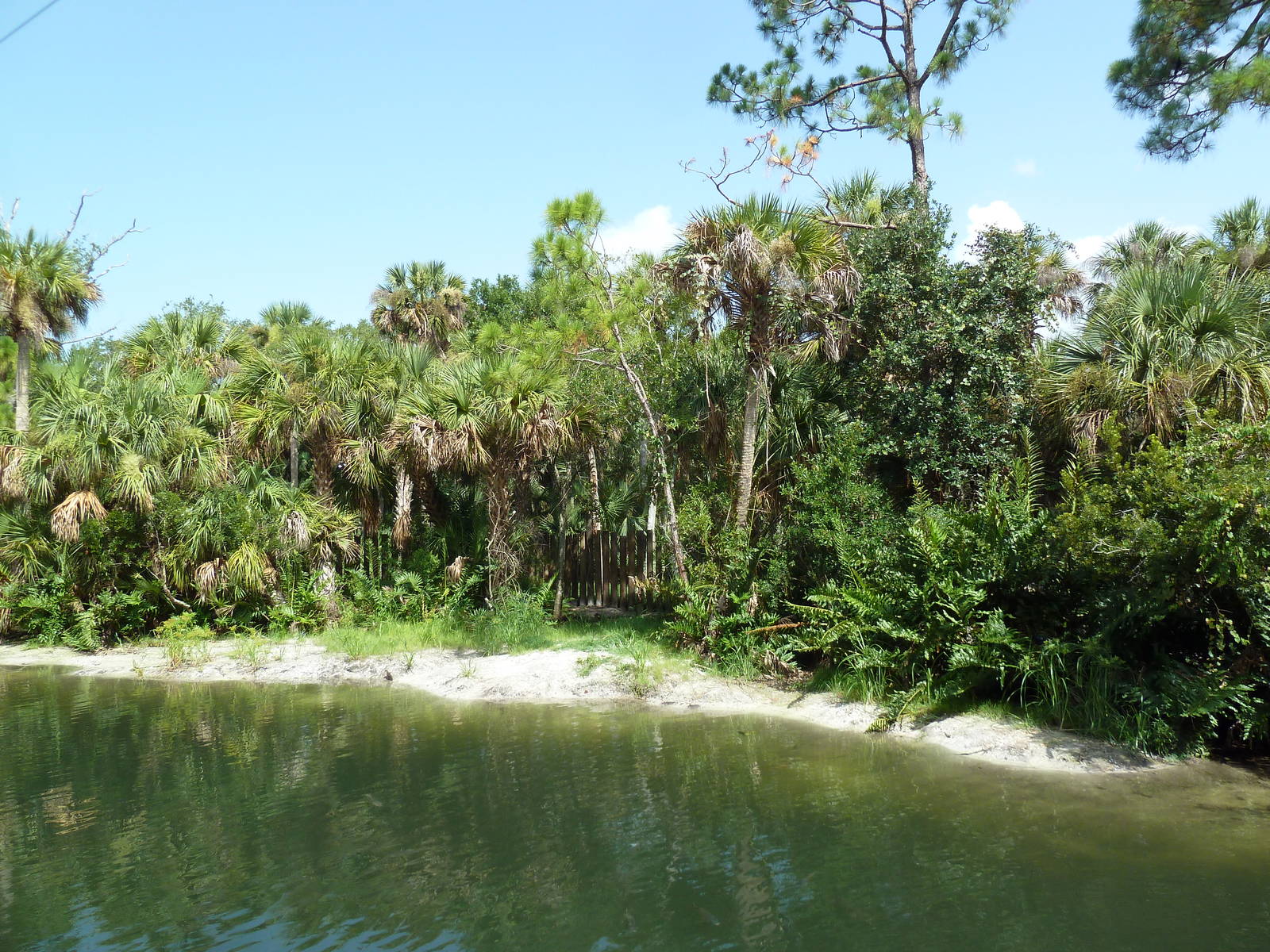 South America - American Crocodile Swamp