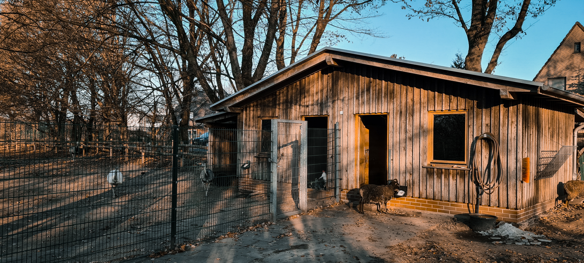 South America  and  Soaysheep  barn