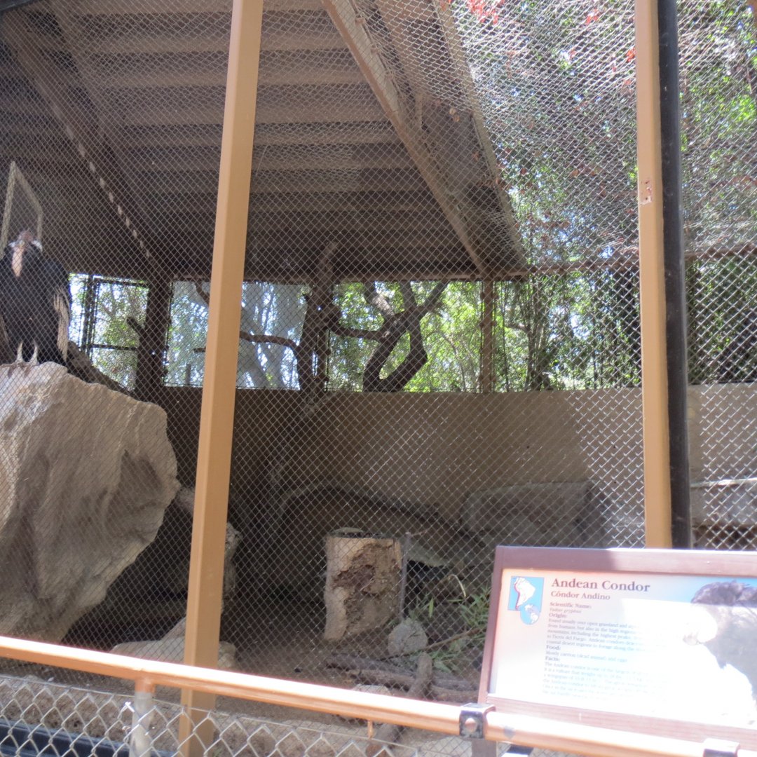 South America - Andean Condor Exhibit