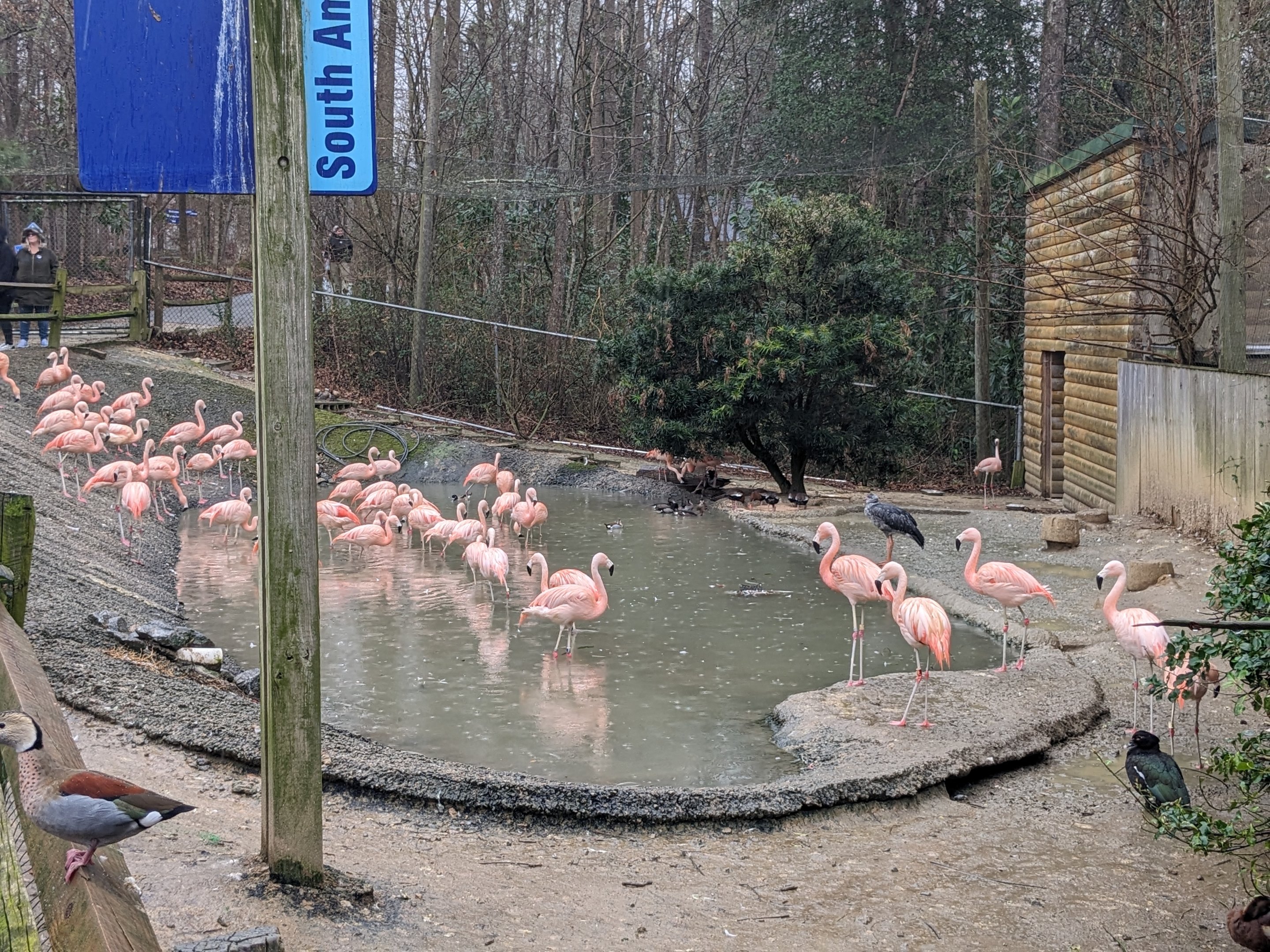 South America Aviary - Chilean flamingo