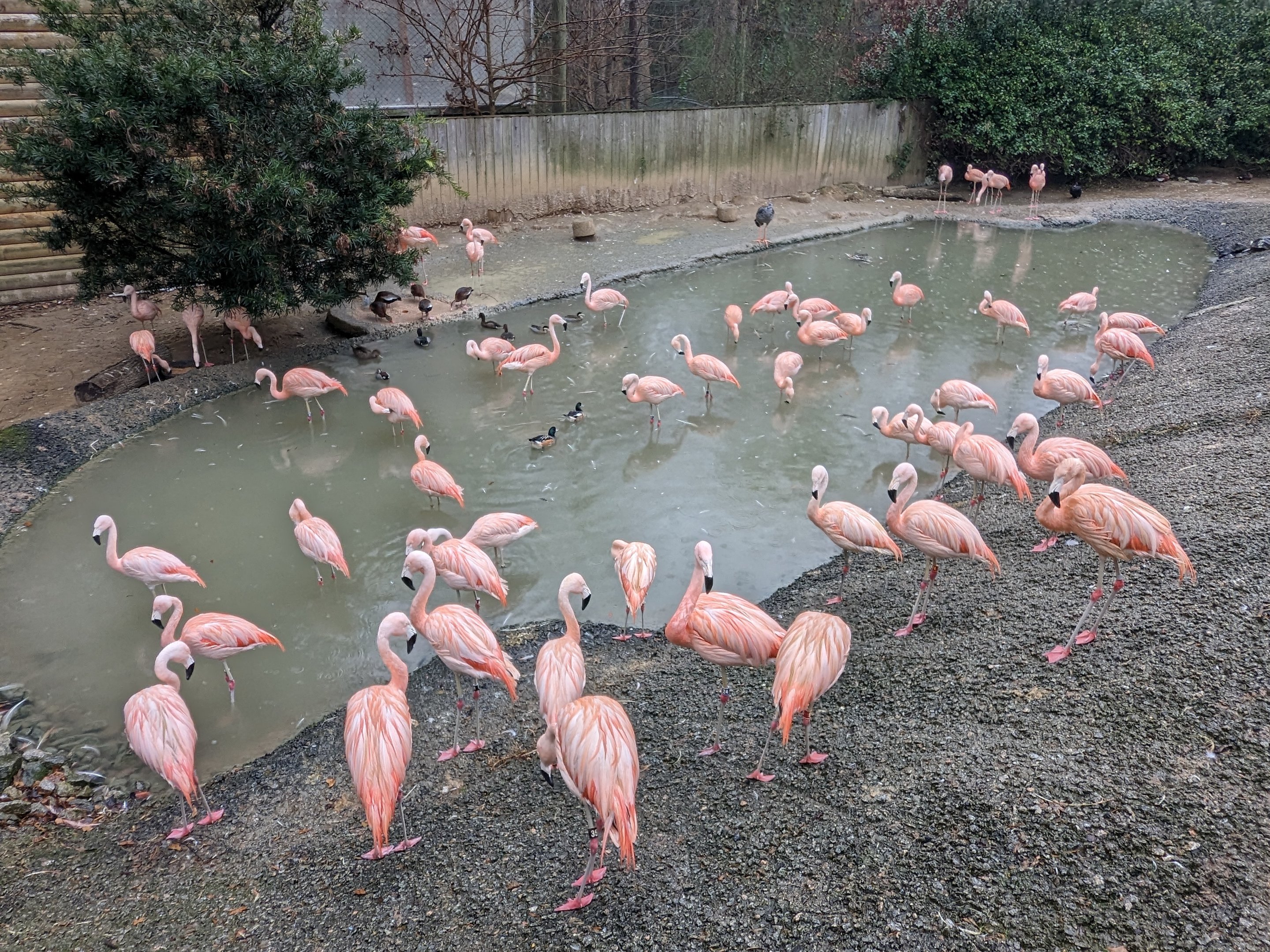 South America Aviary - Chilean flamingo