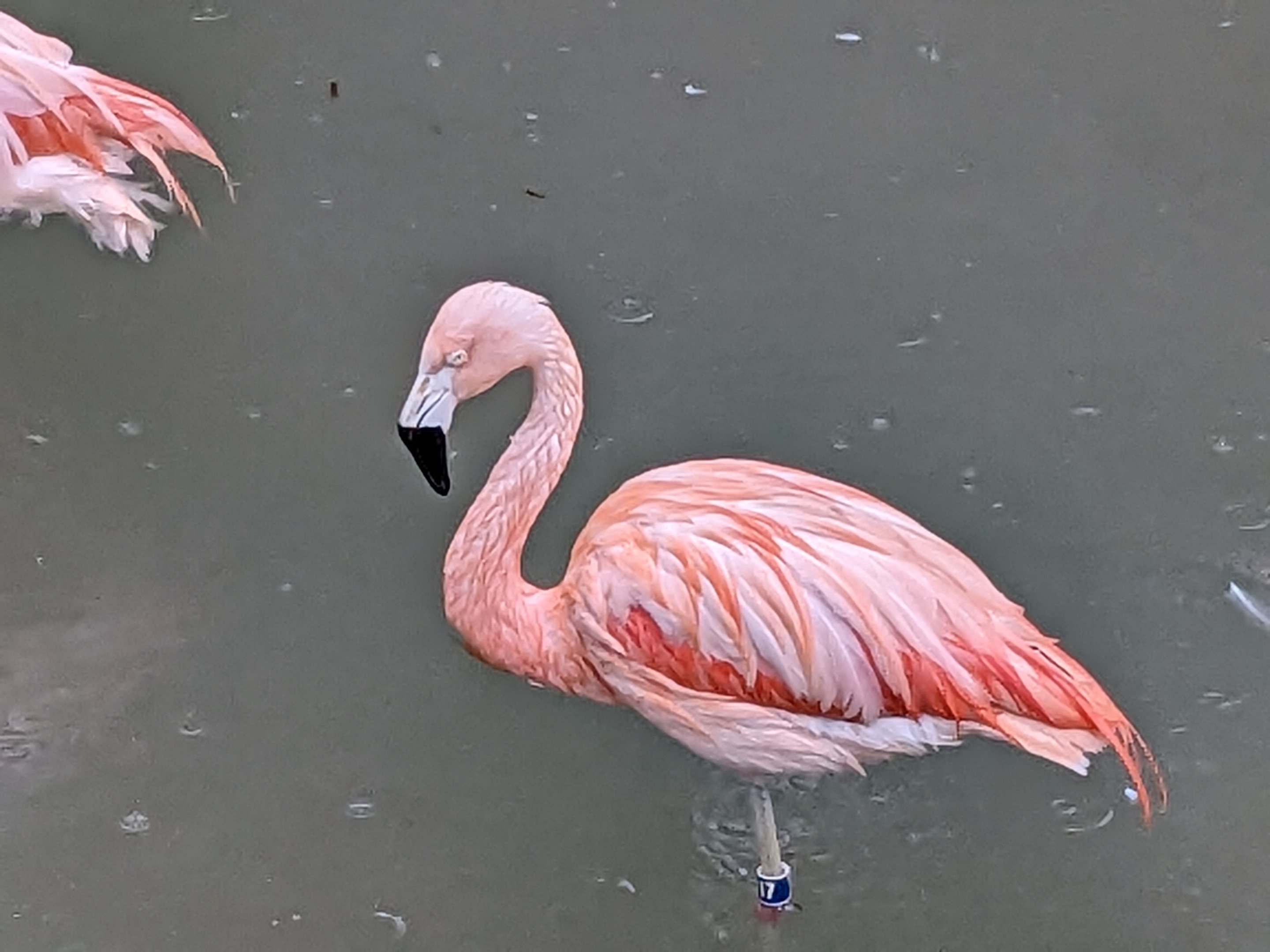 South America Aviary - Chilean flamingo