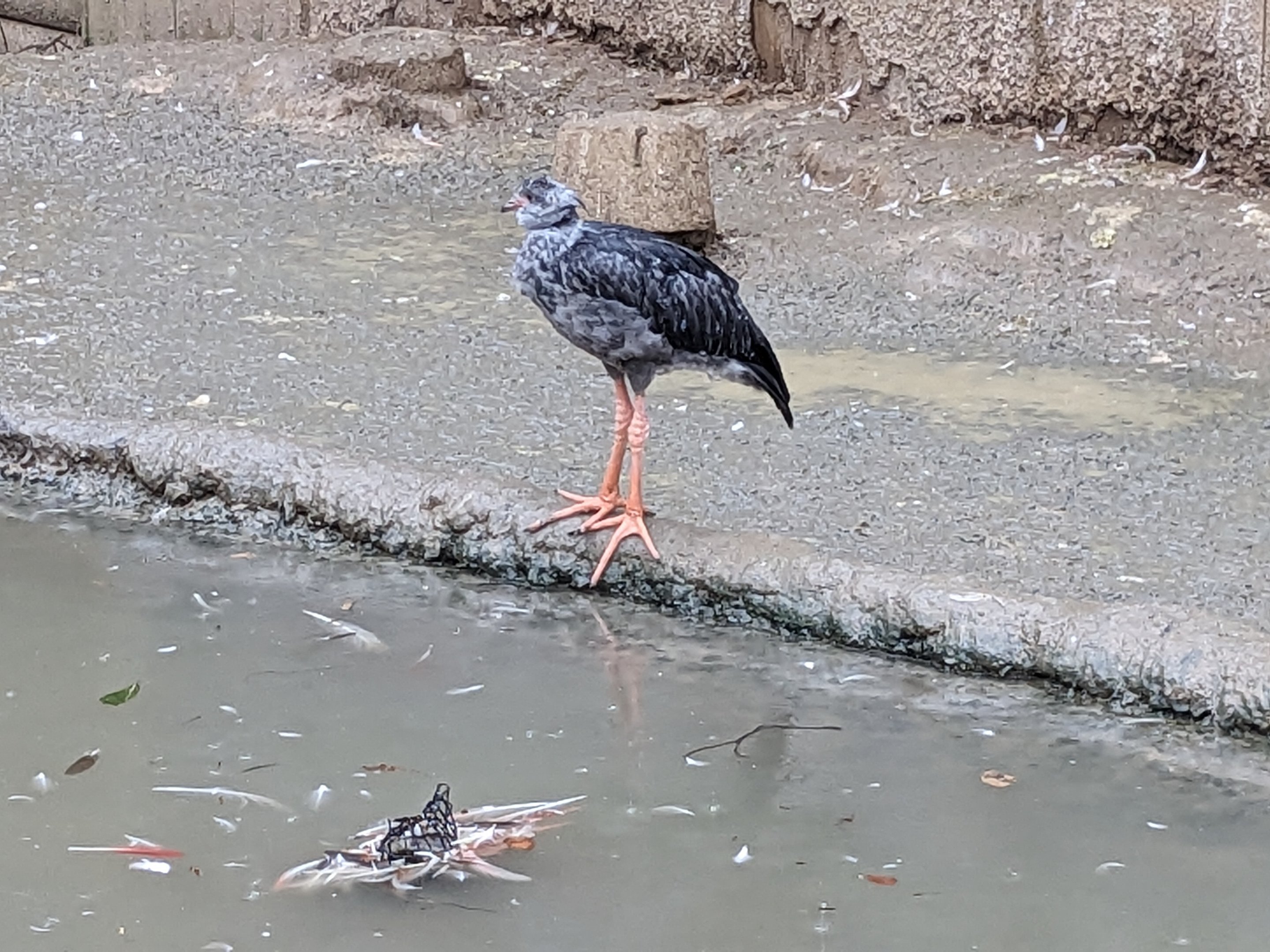South America Aviary - crested screamer