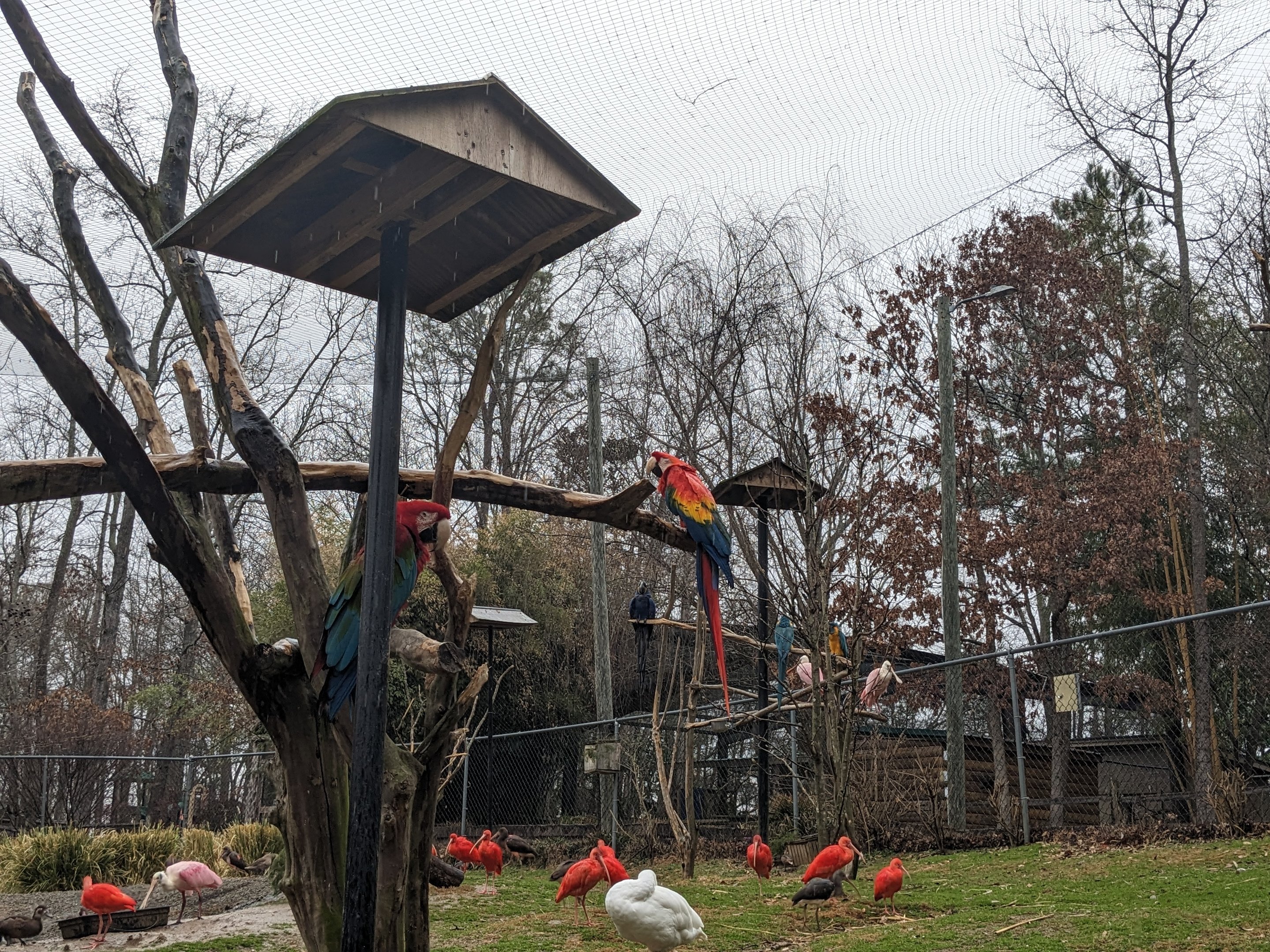 South America Aviary - Green winged macaw