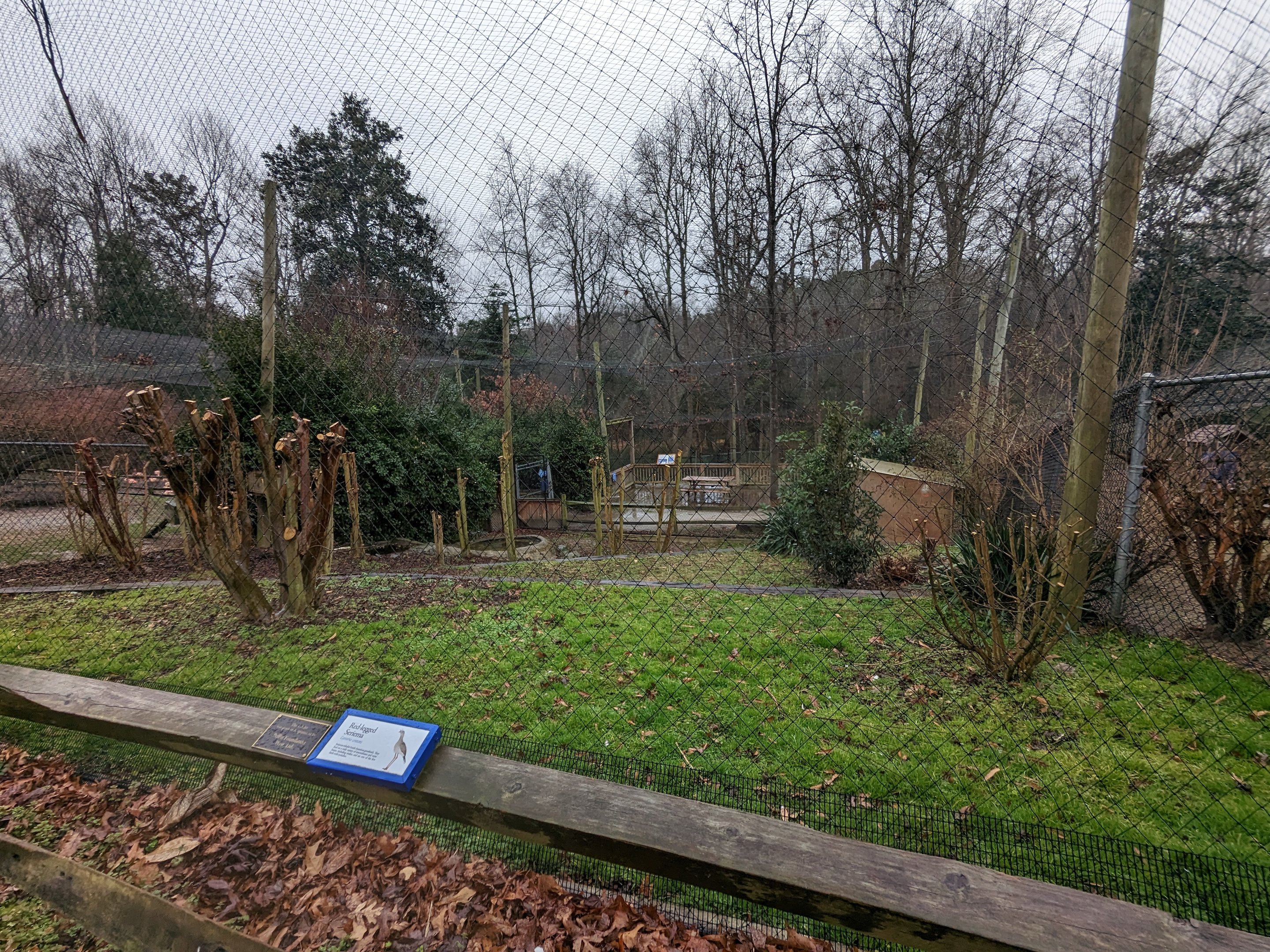 South America Aviary - red legged seriemas yard