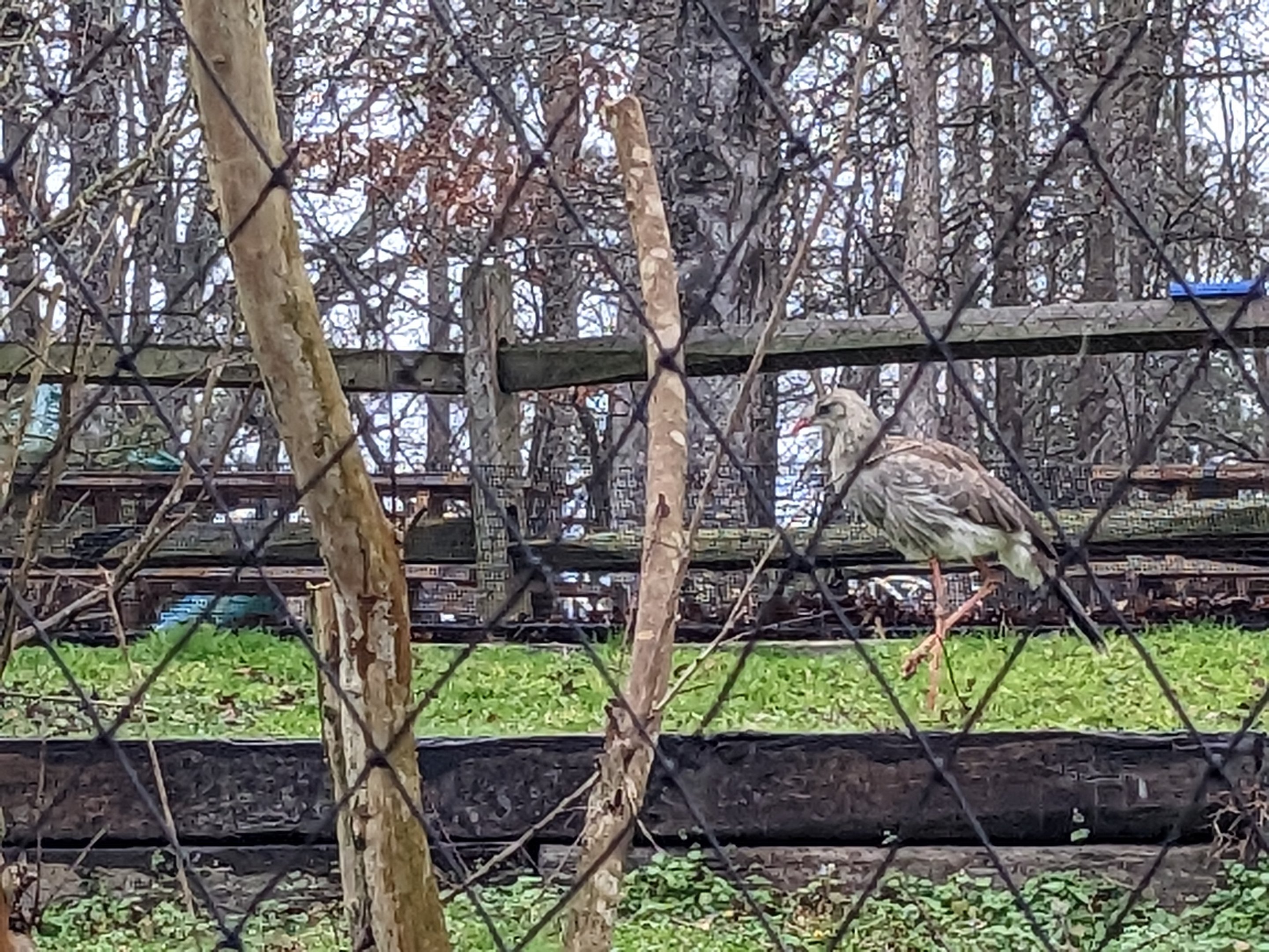 South America Aviary - Red legged seriemas