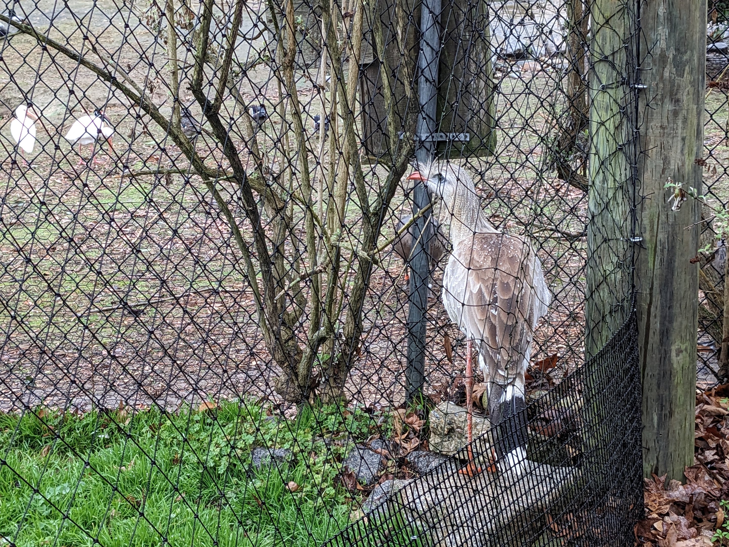 South America Aviary - red legged seriemas