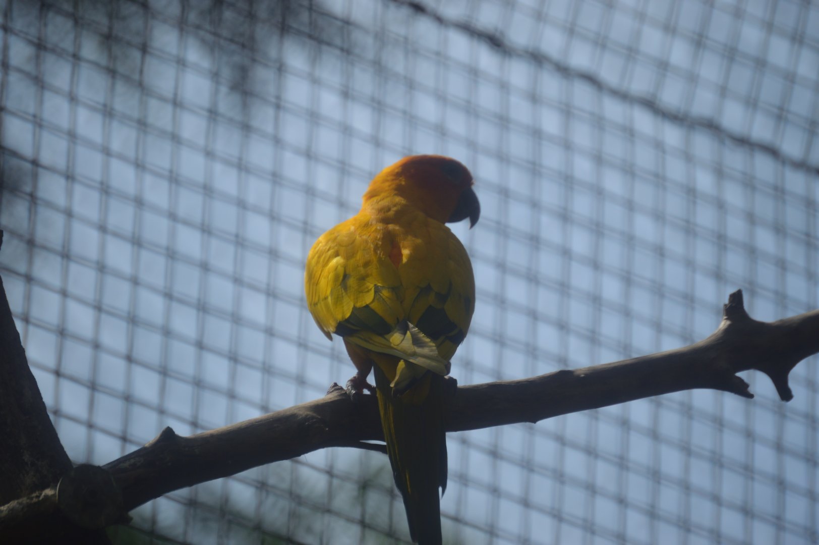 South America Aviary - Sun Conure