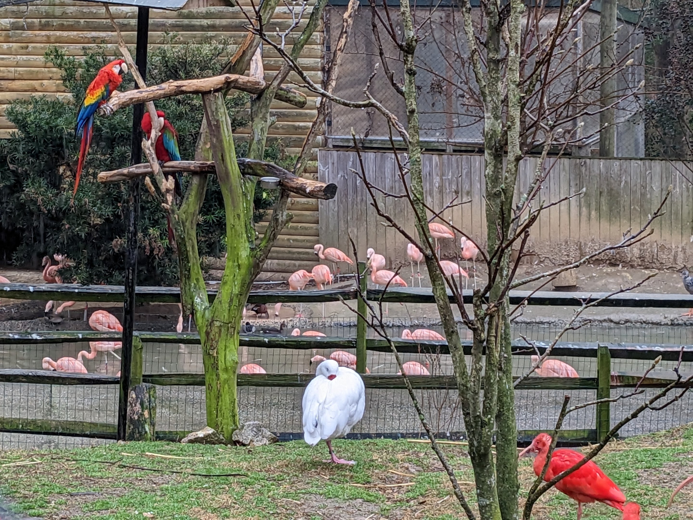 South America Aviary - various