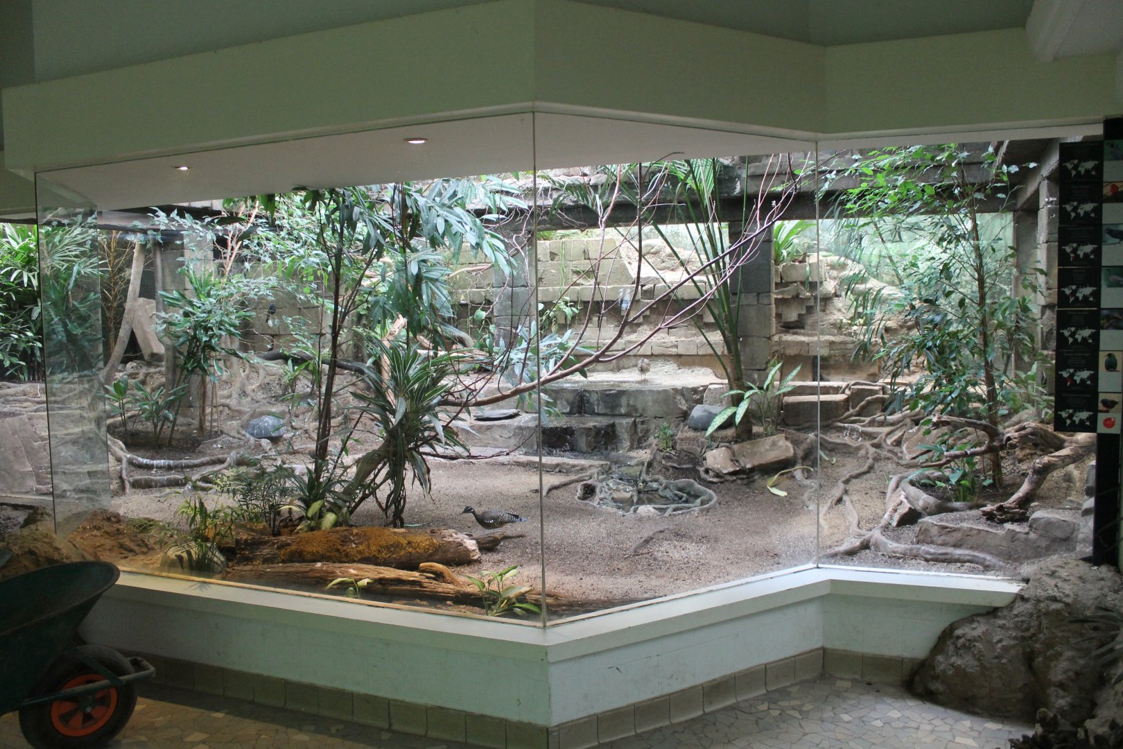 South-america Aviary