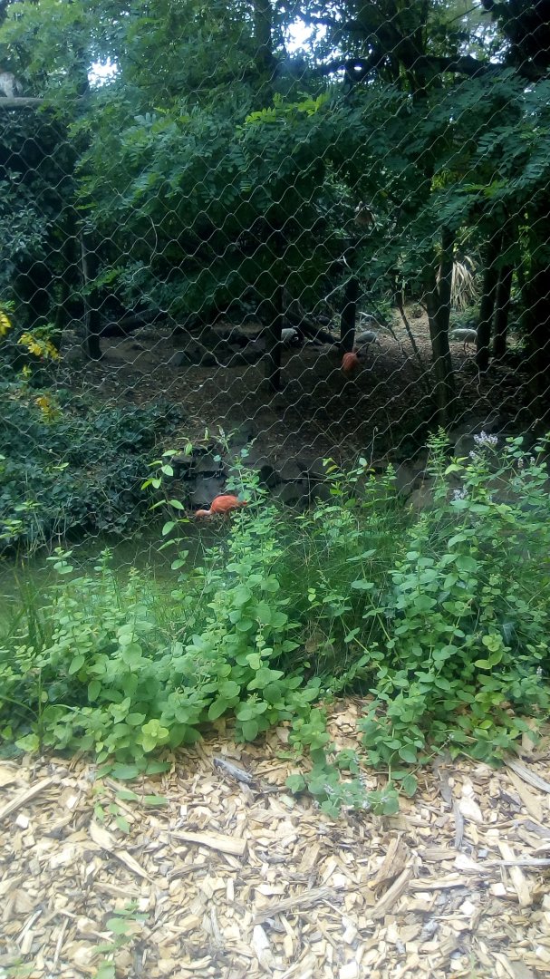 South America Aviary