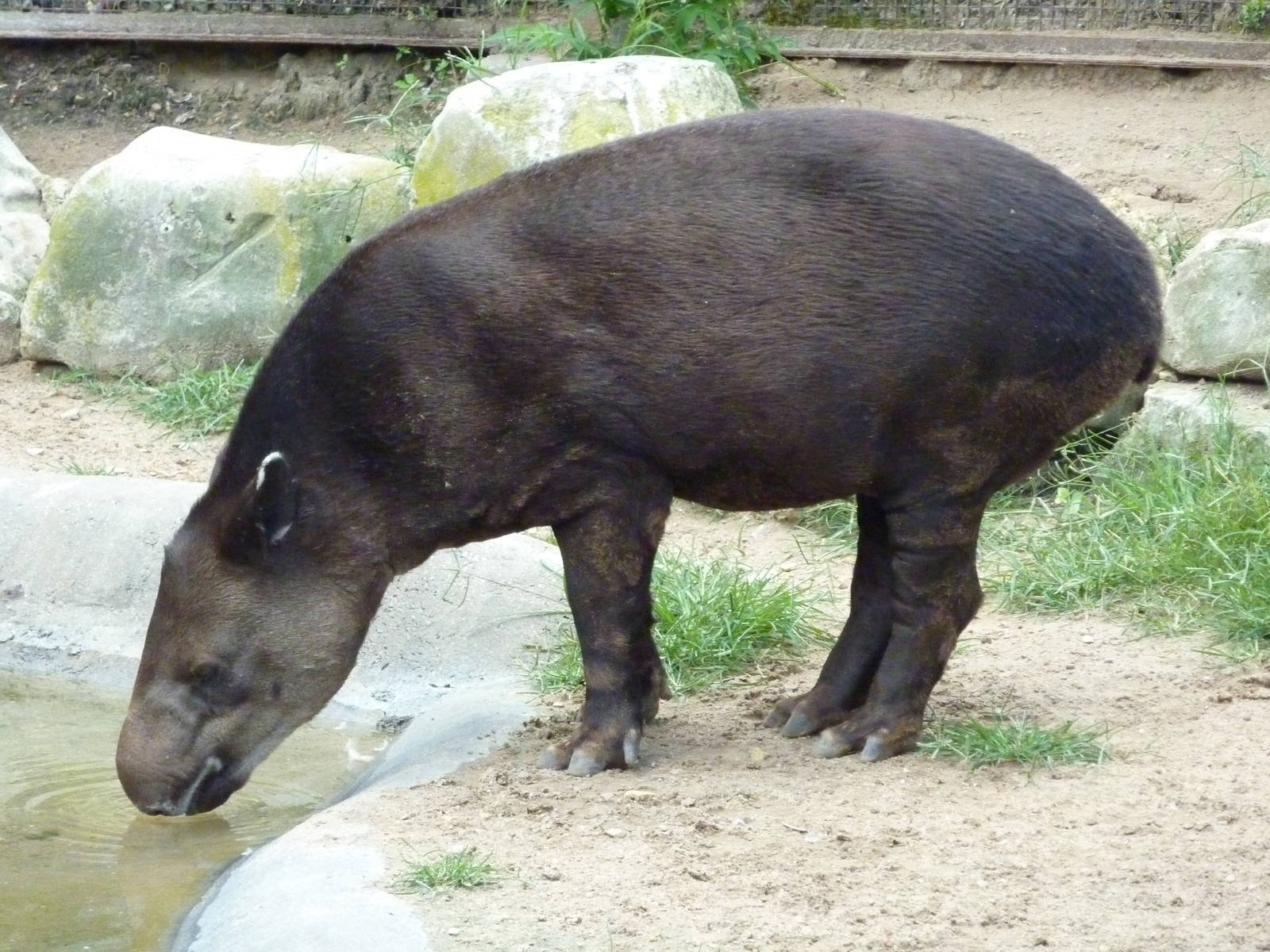 South America - Baird's Tapir
