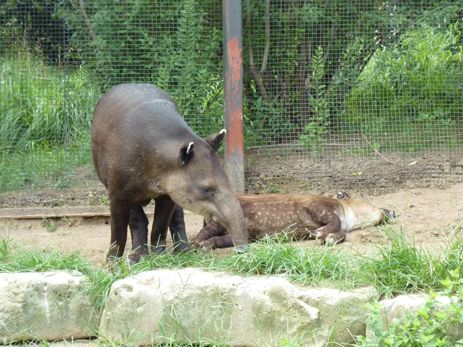 South America - Baird's Tapirs
