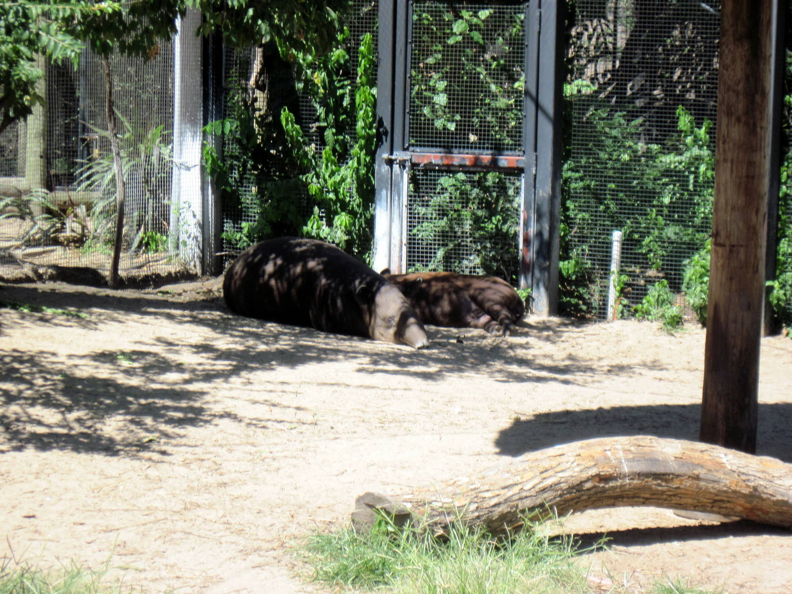 South America-Baird's Tapirs