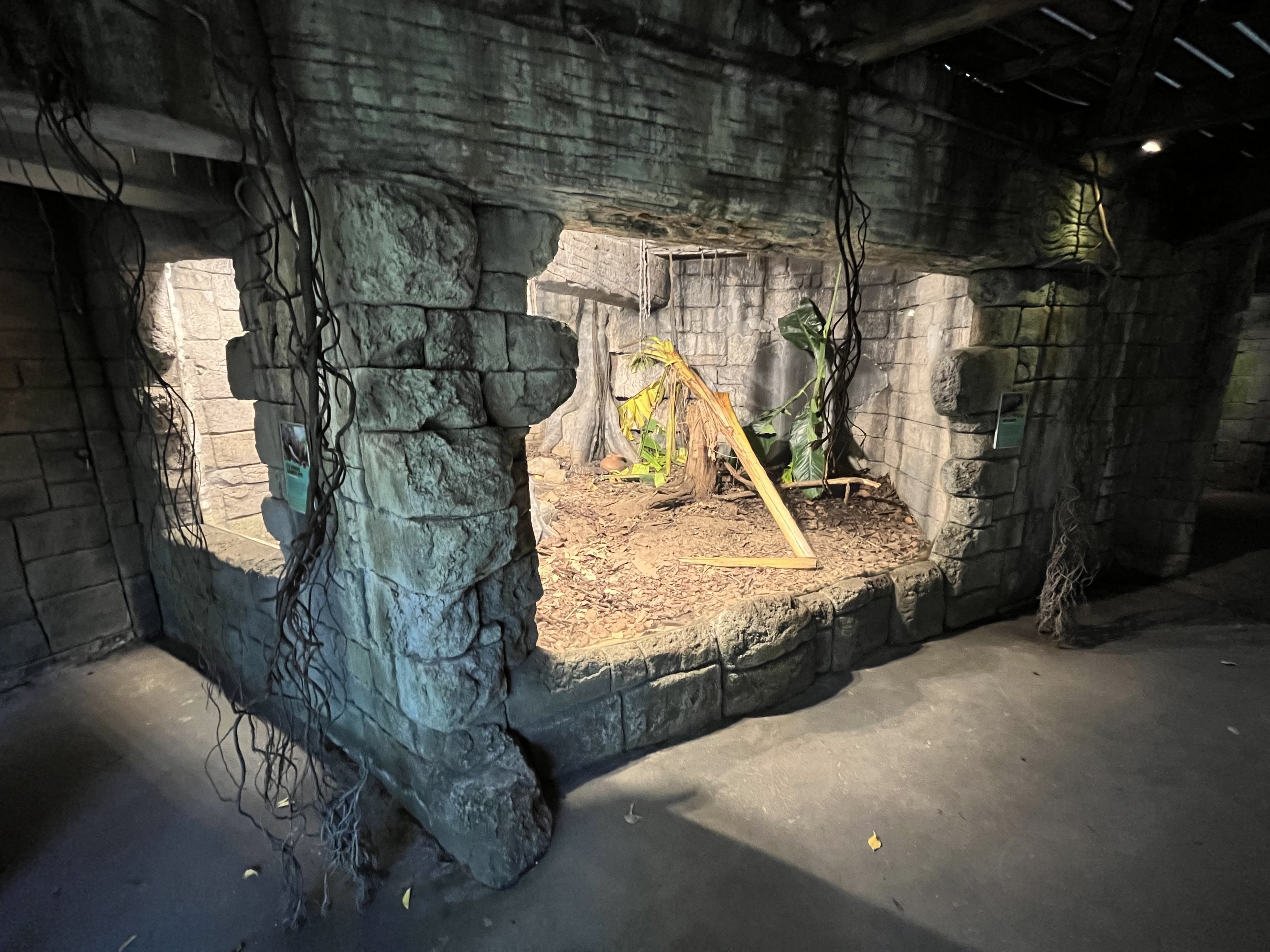 South America - Beaded Lizard Exhibit