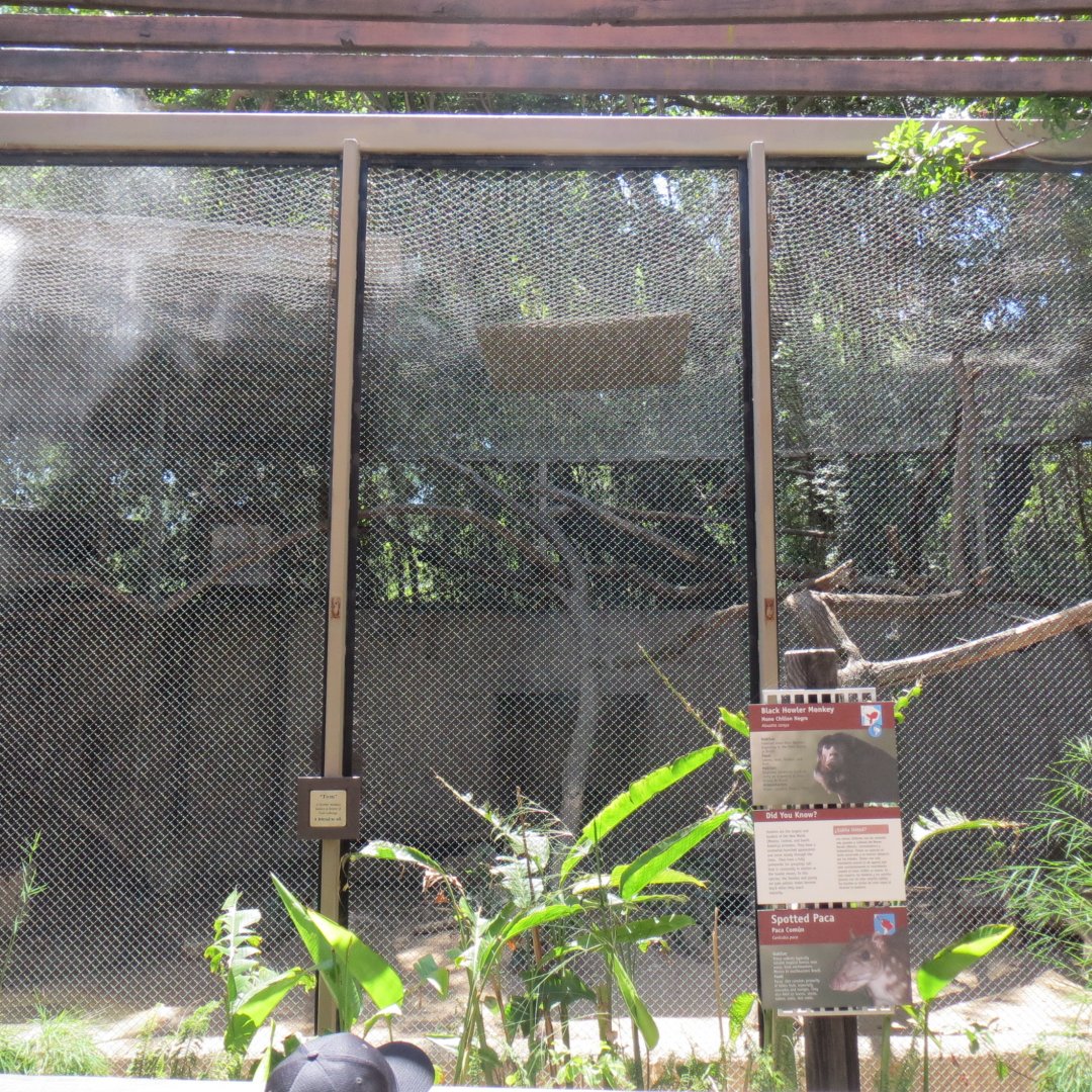 South America - Black Howler Monkey / Lowland Paca Exhibit