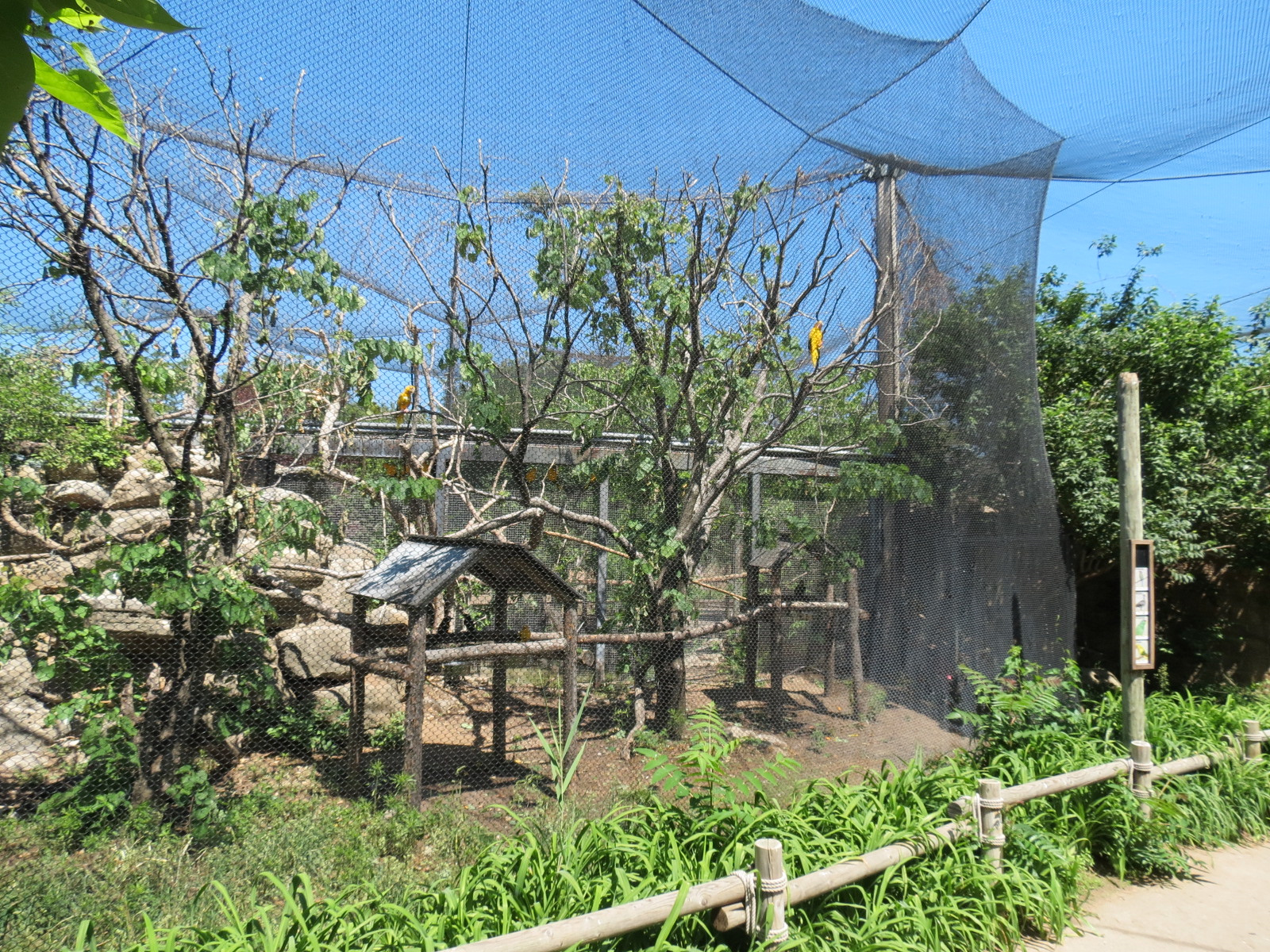 South America - Blue-crowned Motmot and Others Exhibit
