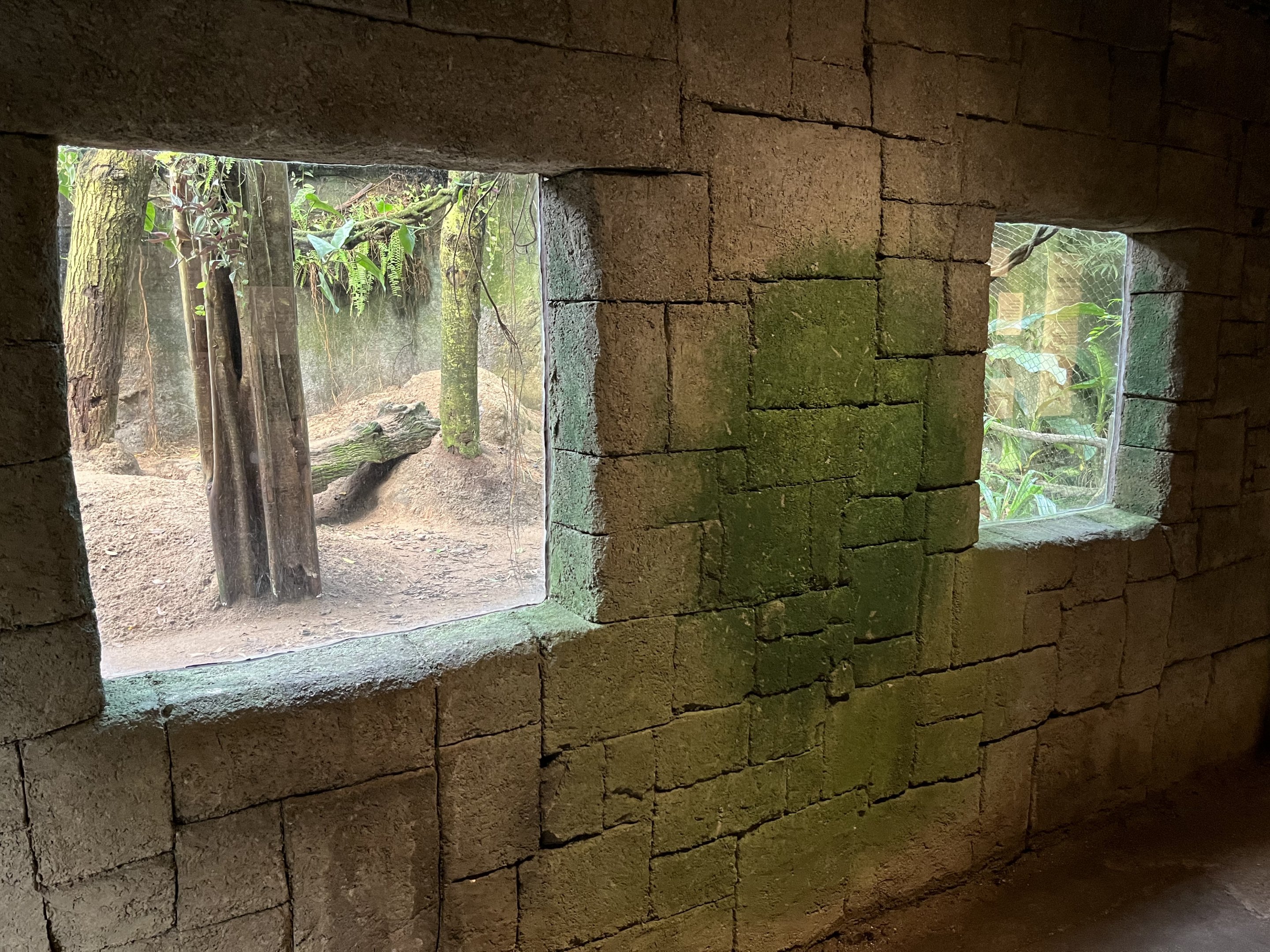 South America - Bush Dog Exhibit
