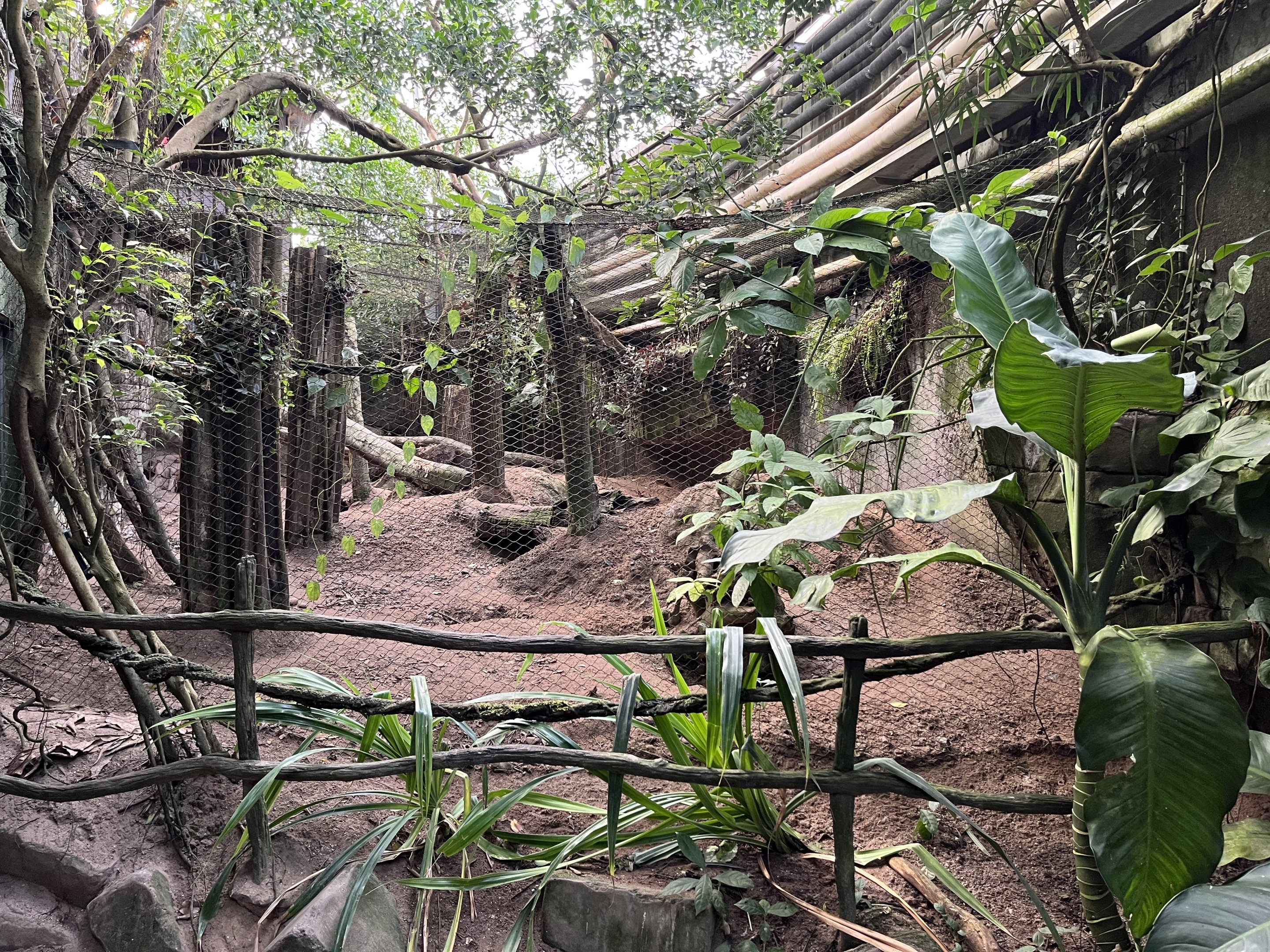 South America - Bush Dog Exhibit