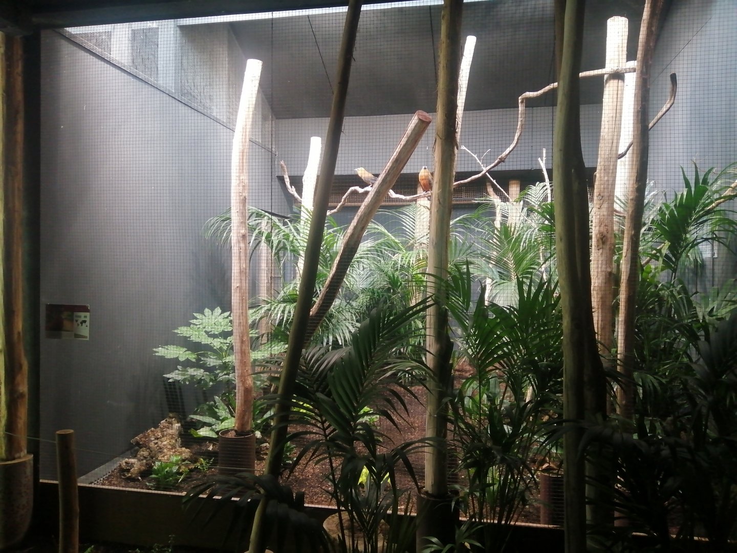 South America - Capuchinbird aviary