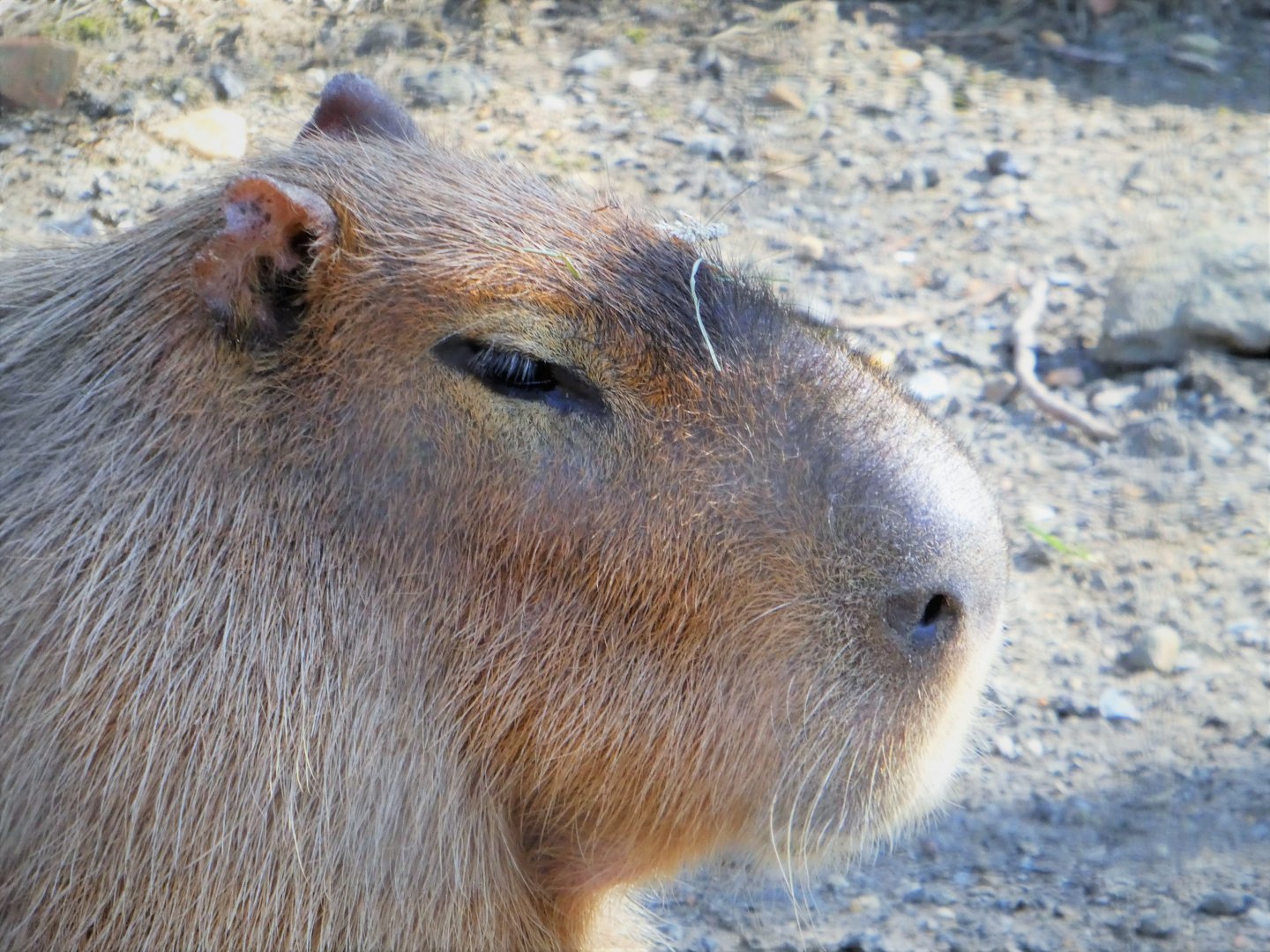South America - Capybara