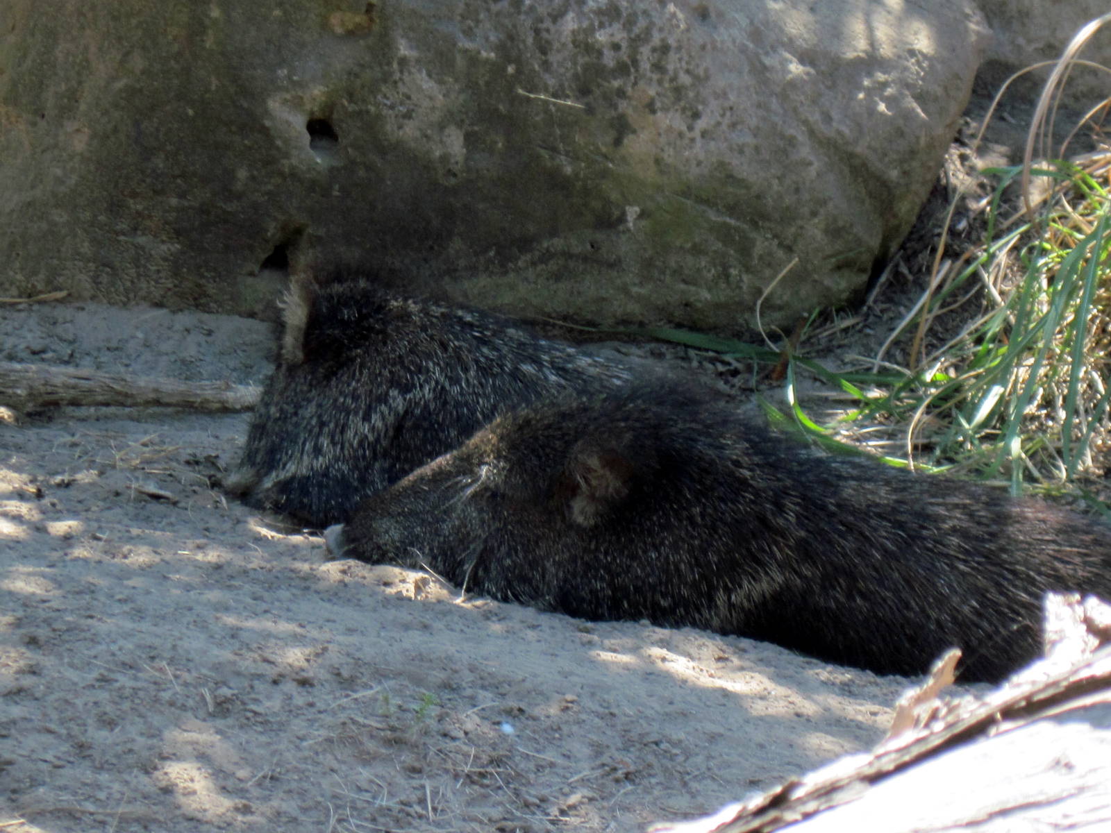 South America-Chacoan Peccaries