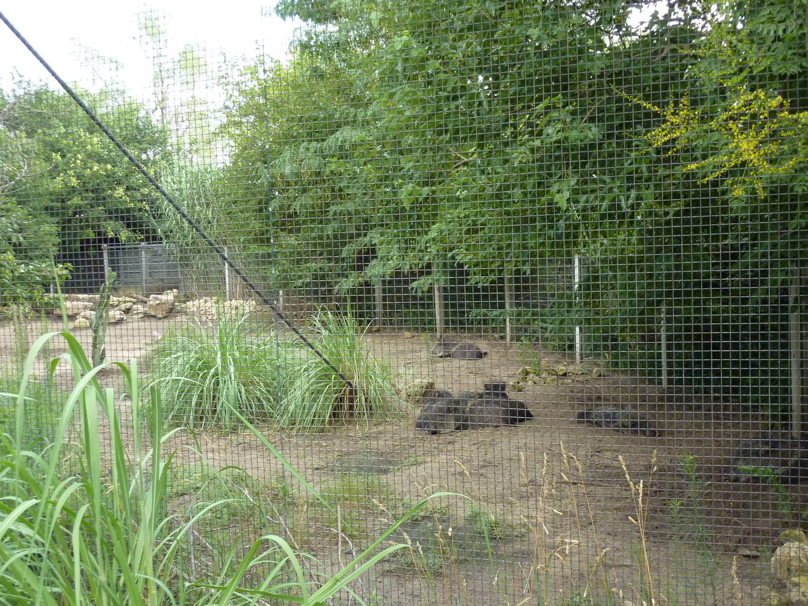 South America - Chacoan Peccary Exhibit