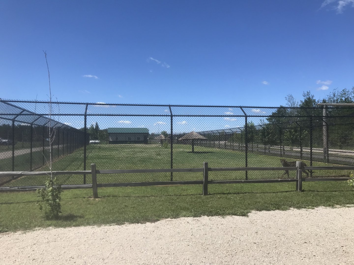 “South America” - Cheetah Exhibit