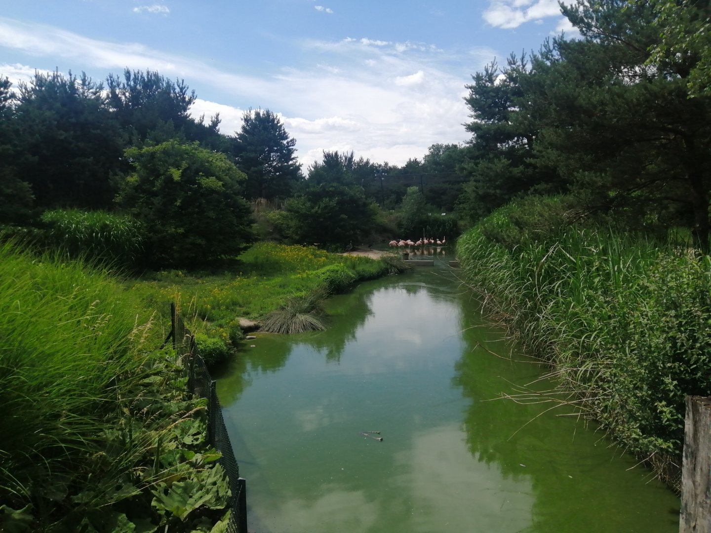 South America - Chilean Flamingo exhibit