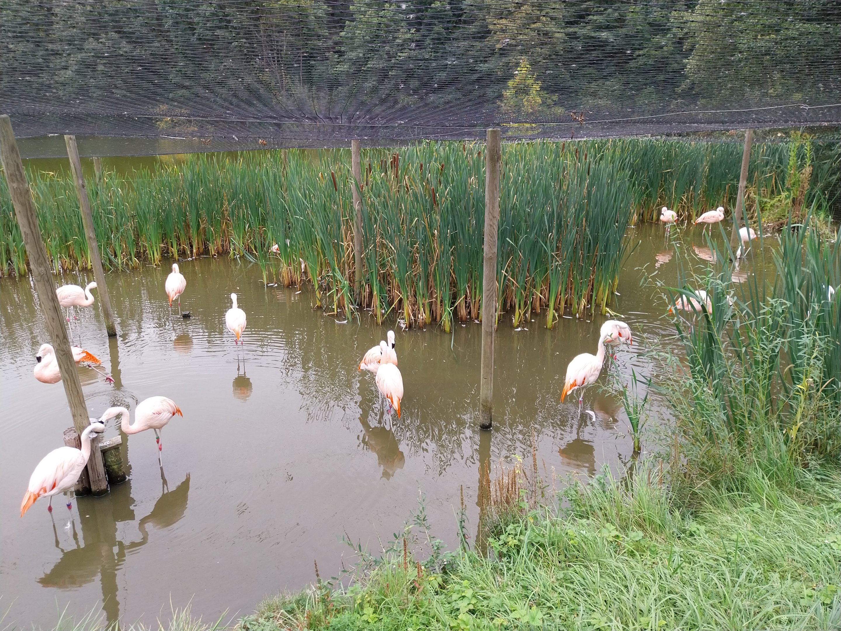 South America - Chilean Flamingo (Phoenicopterus chilensis)