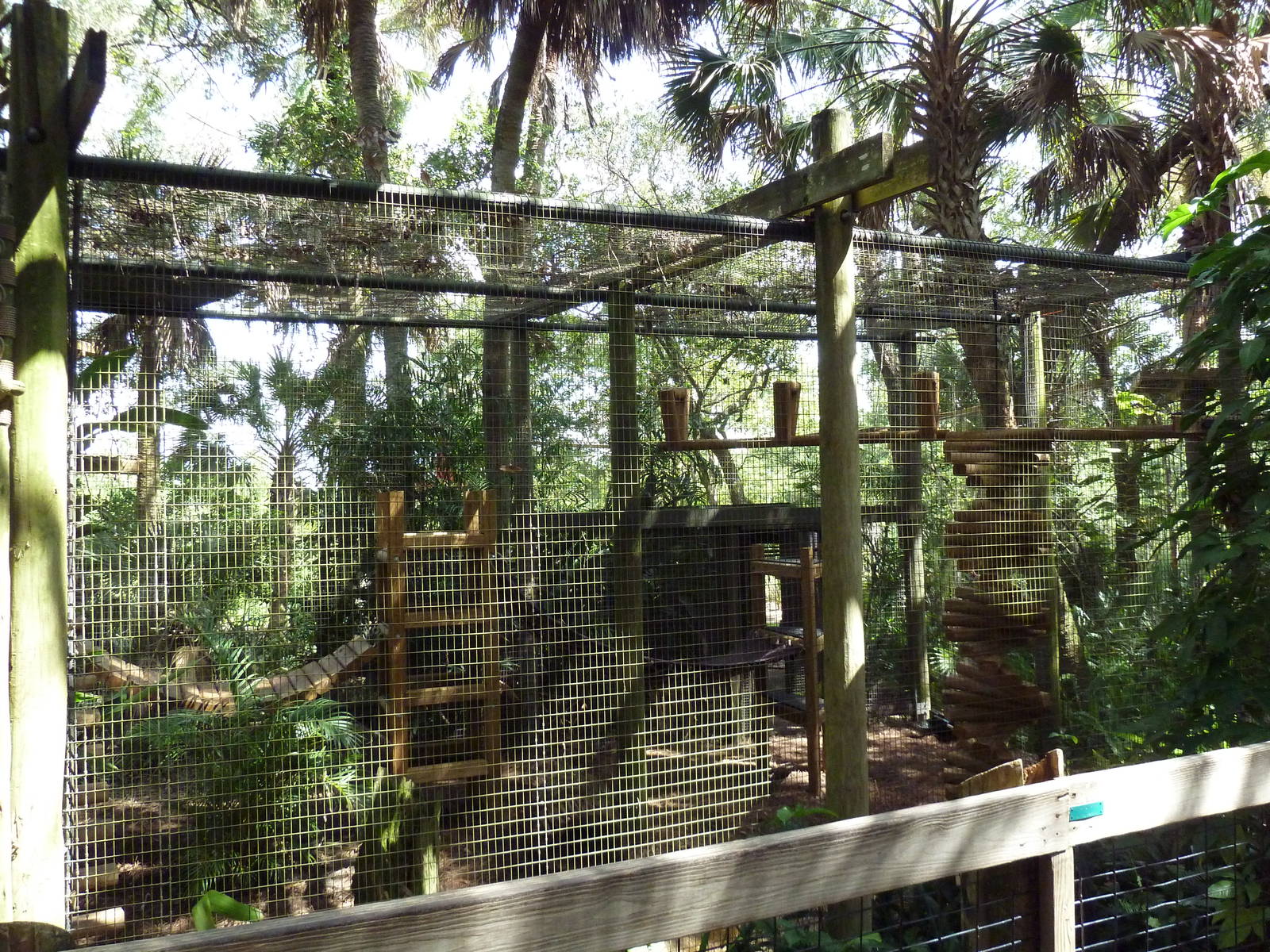 South America - Coati Exhibit
