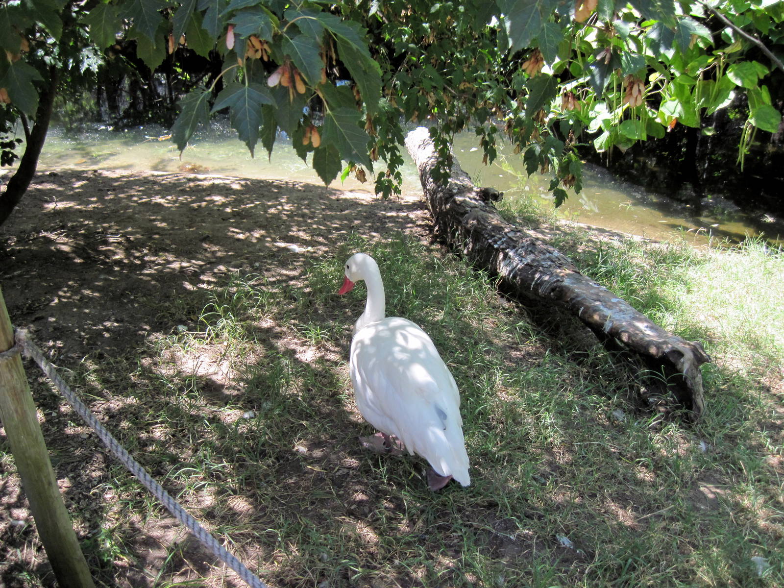 South America-Coscoroba Swan