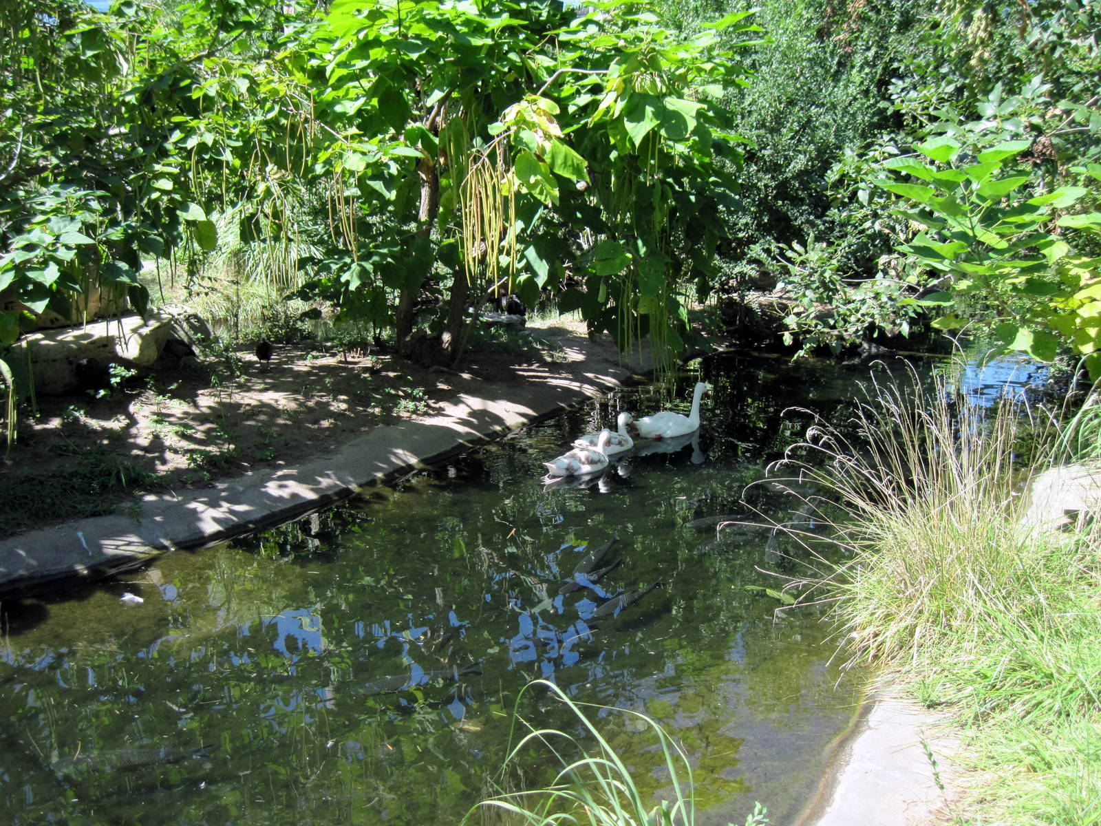 South America-Coscoroba Swans