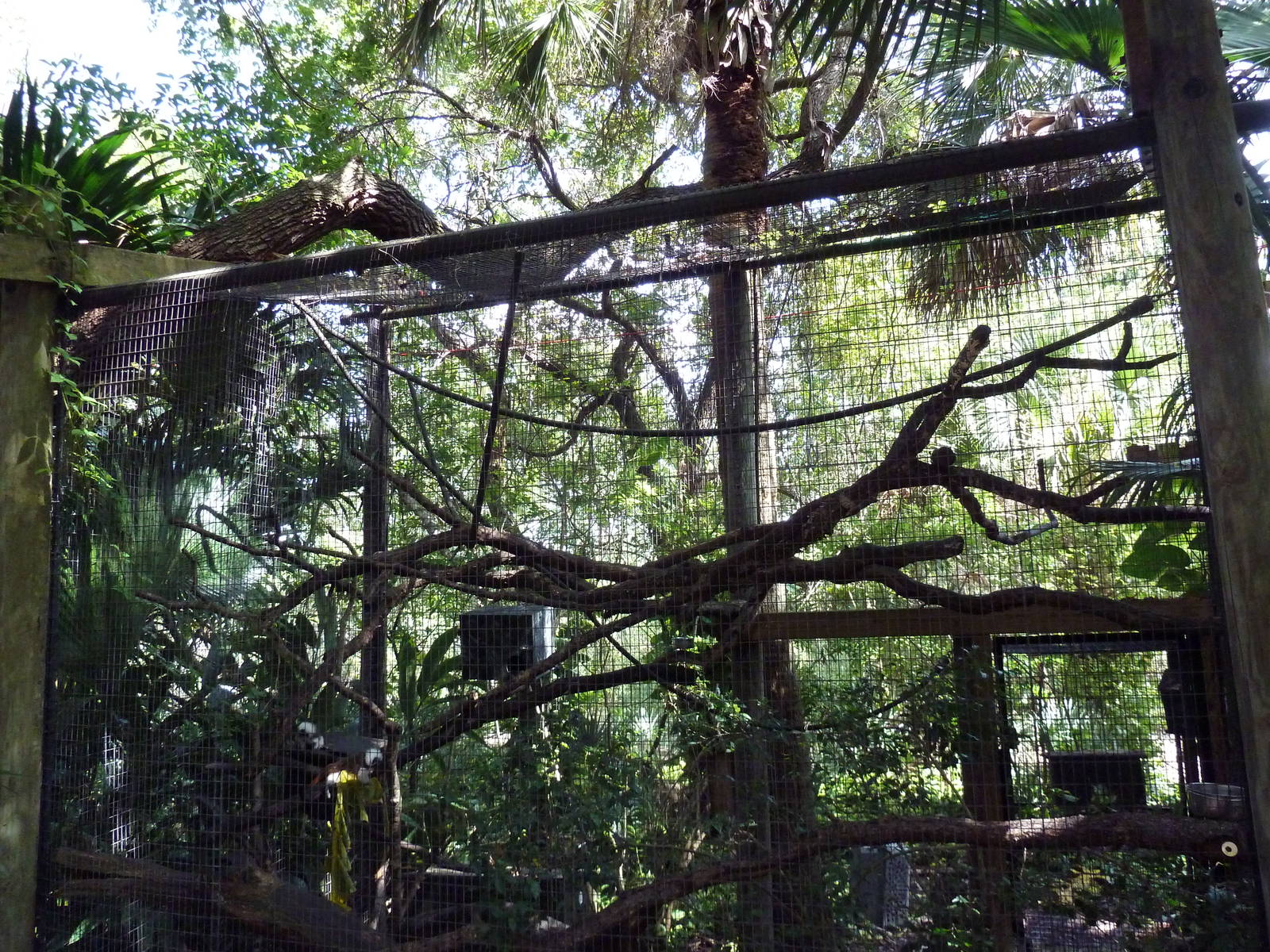 South America - Cotton-Top Tamarin Exhibit